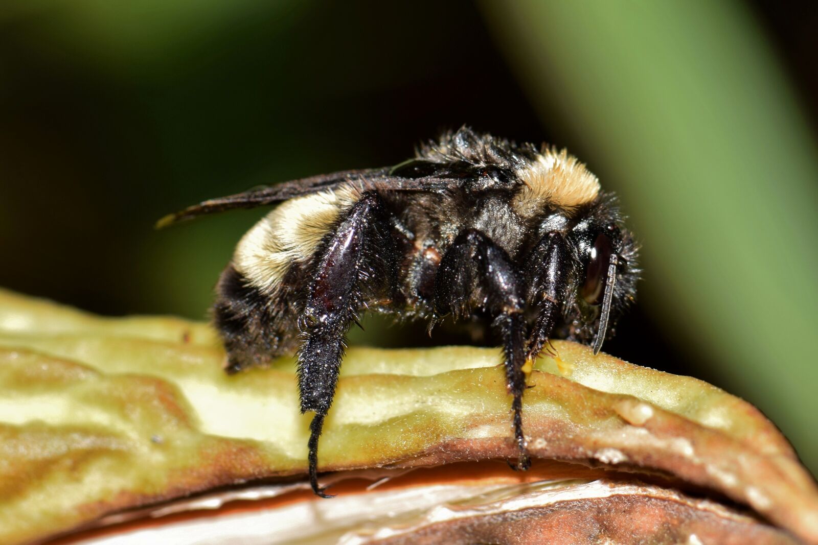 Nikon D5300 sample photo. Bee, bumblebee, insect photography