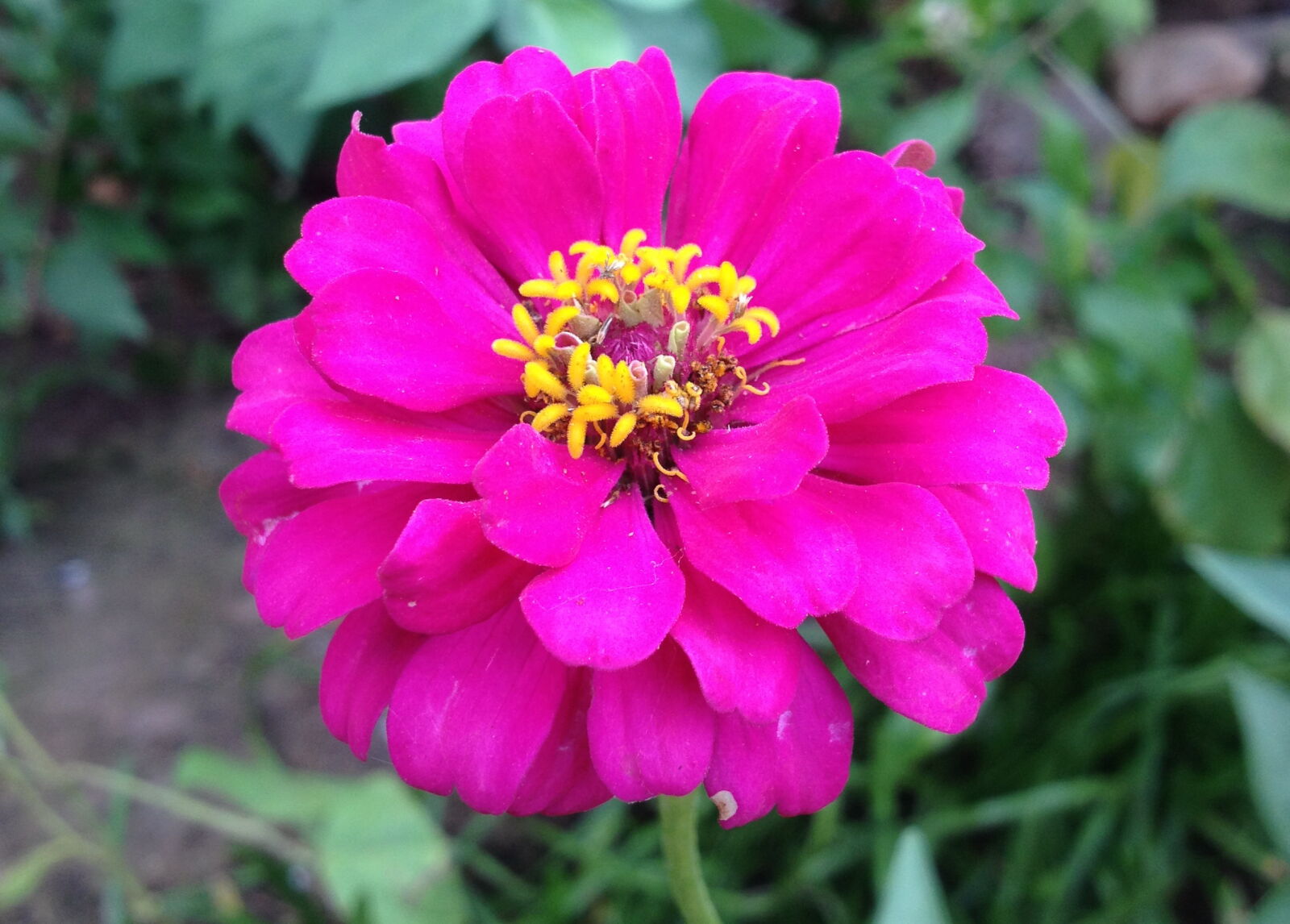 Apple iPhone 4S sample photo