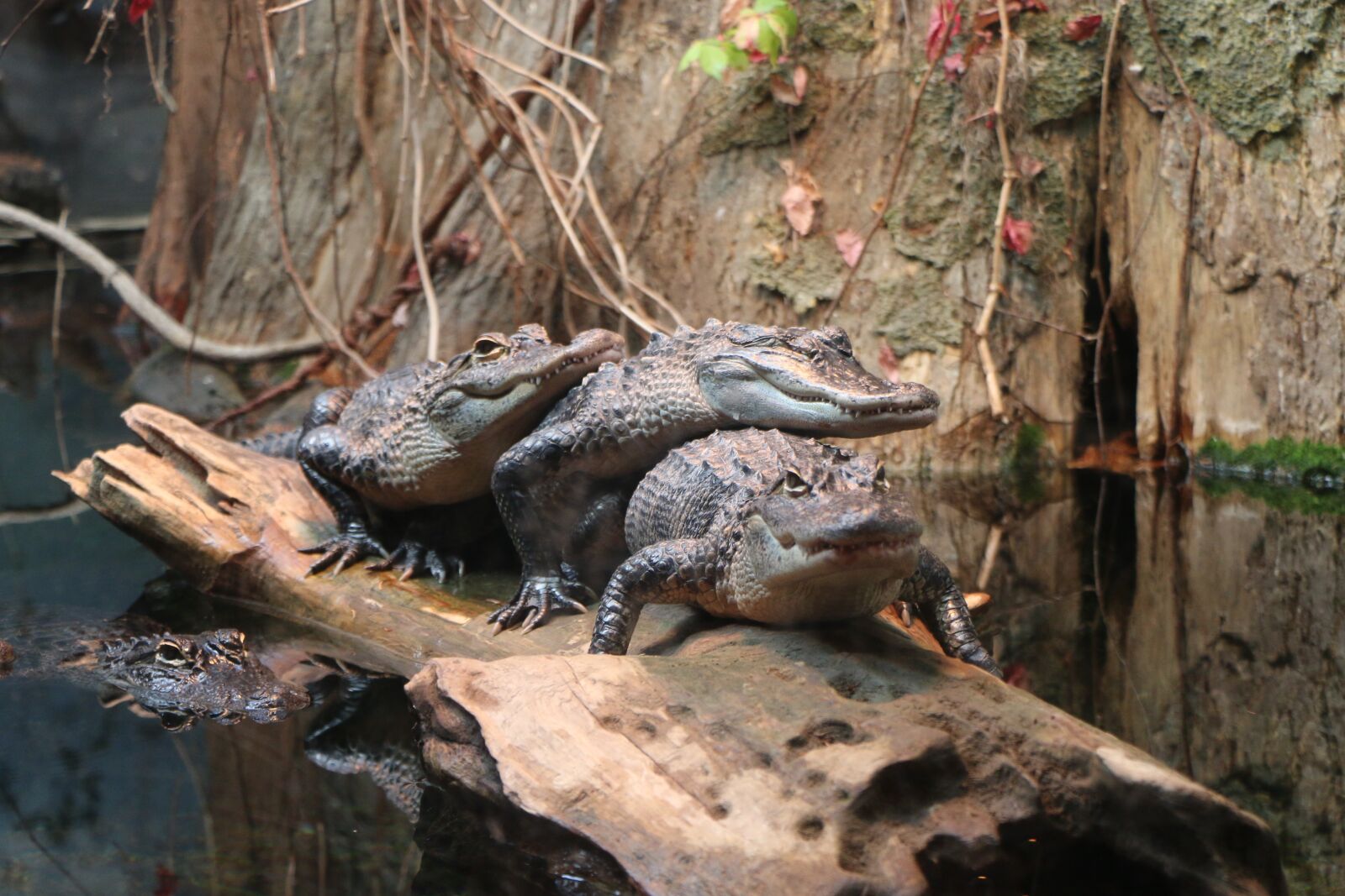 Canon EOS 70D sample photo. Alligator, swimming, marsh photography
