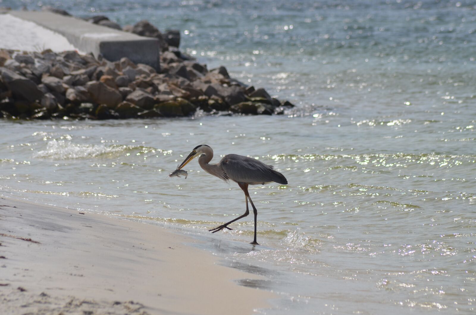 Nikon D5100 sample photo. Bird, fish, nature photography