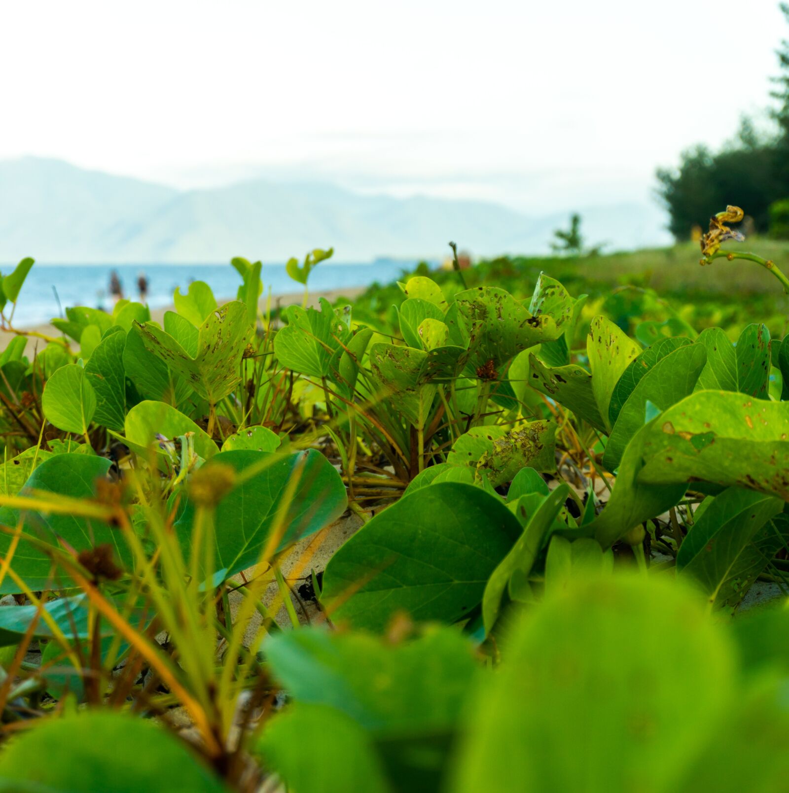 Sony a6000 sample photo. Leaves, beach, landscape photography