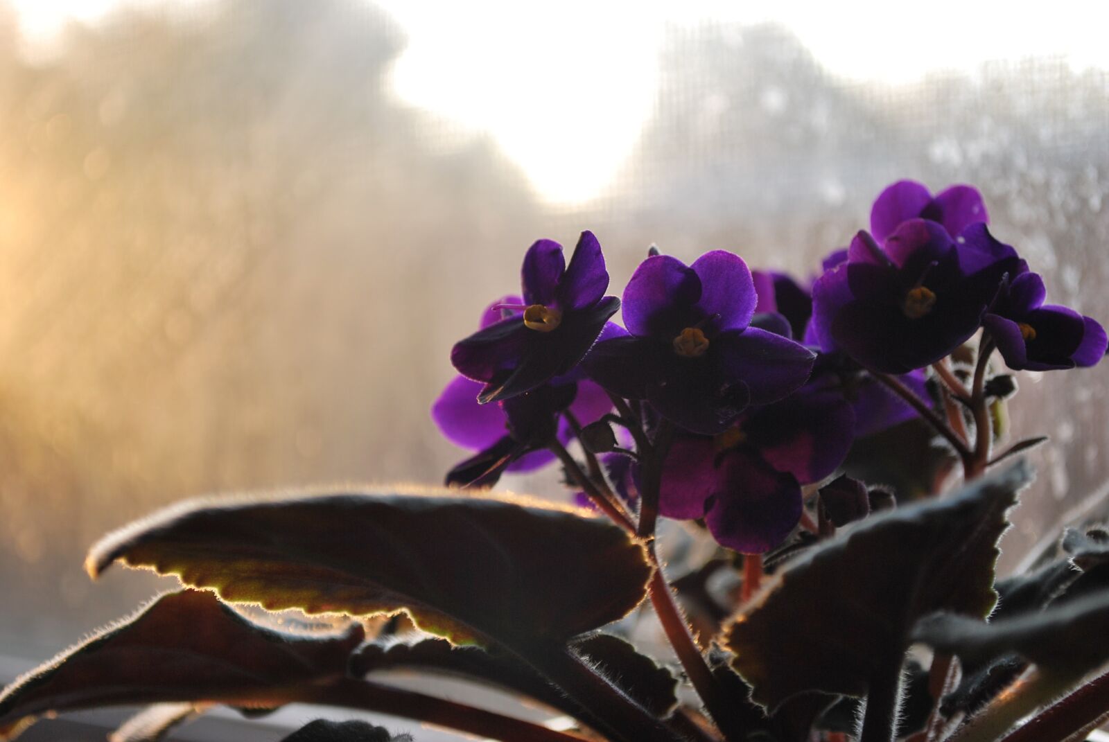 Nikon D60 sample photo. Flower, nature, outdoors photography