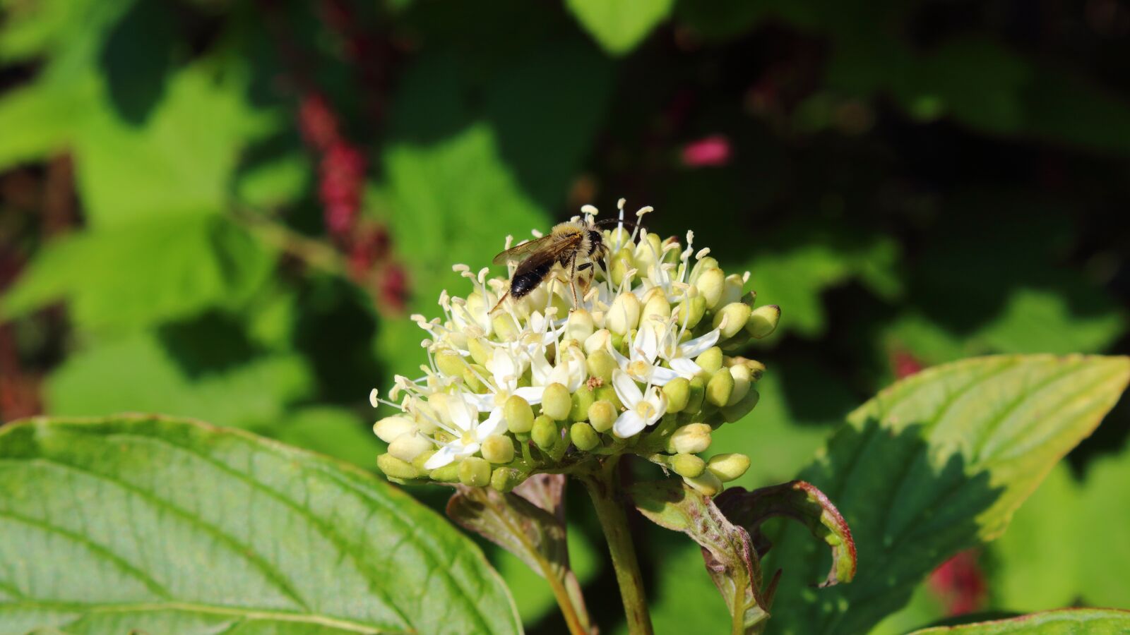 Canon EOS 1300D (EOS Rebel T6 / EOS Kiss X80) sample photo. Bee, blossom, bloom photography