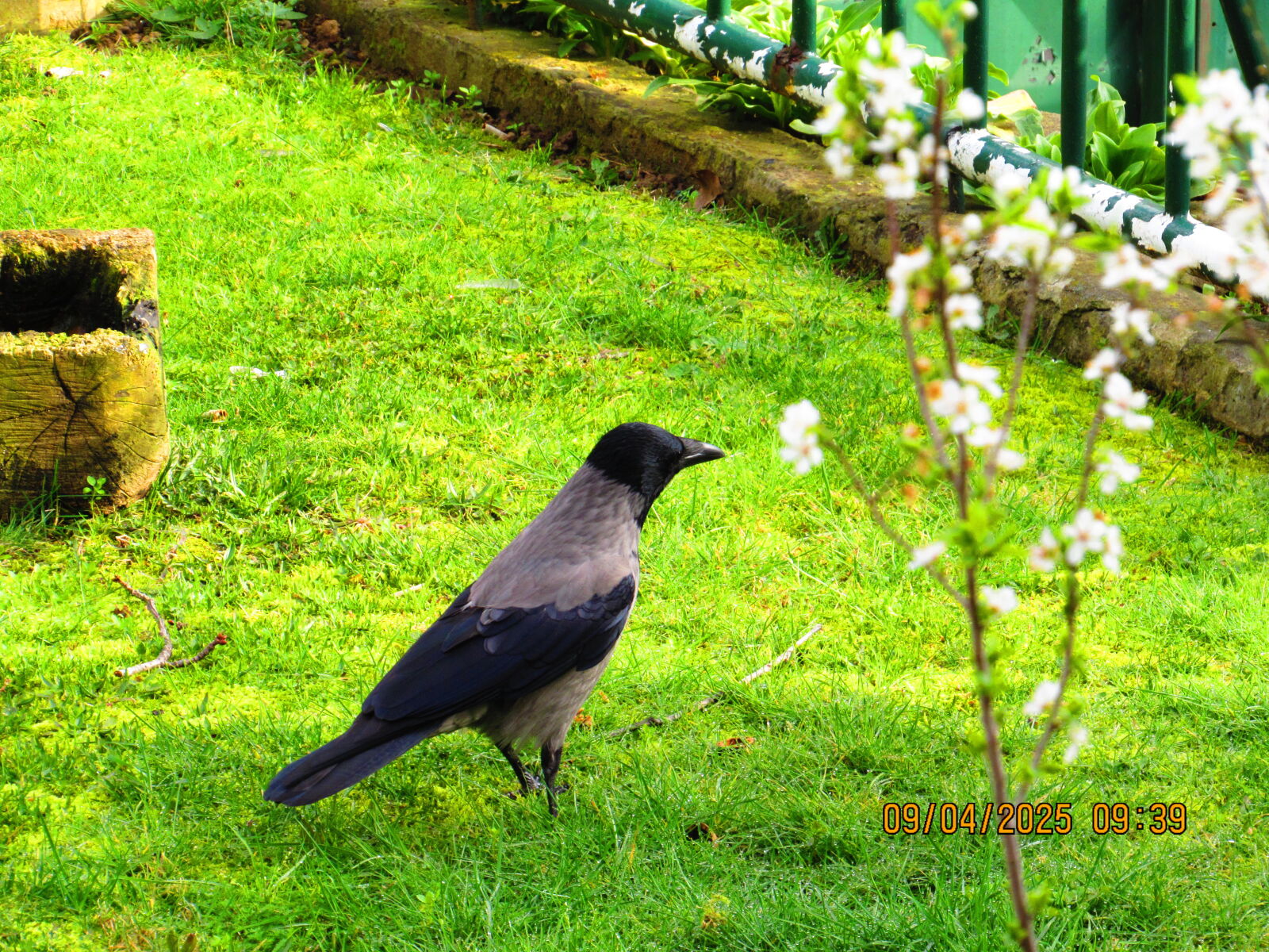 Canon PowerShot SX520 HS sample photo