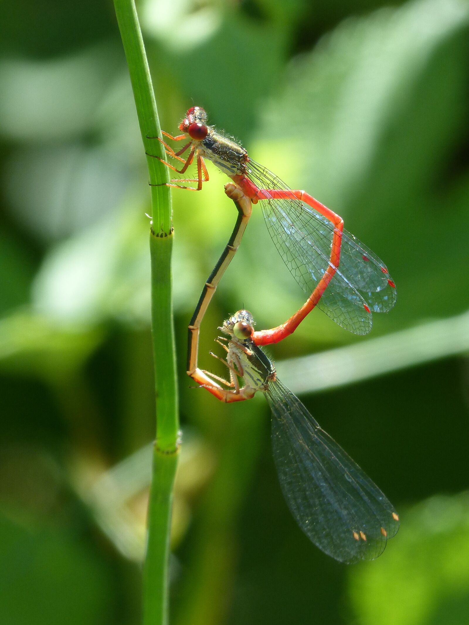 Panasonic DMC-FZ62 sample photo. Dragonfly, damselfly, reproduction photography