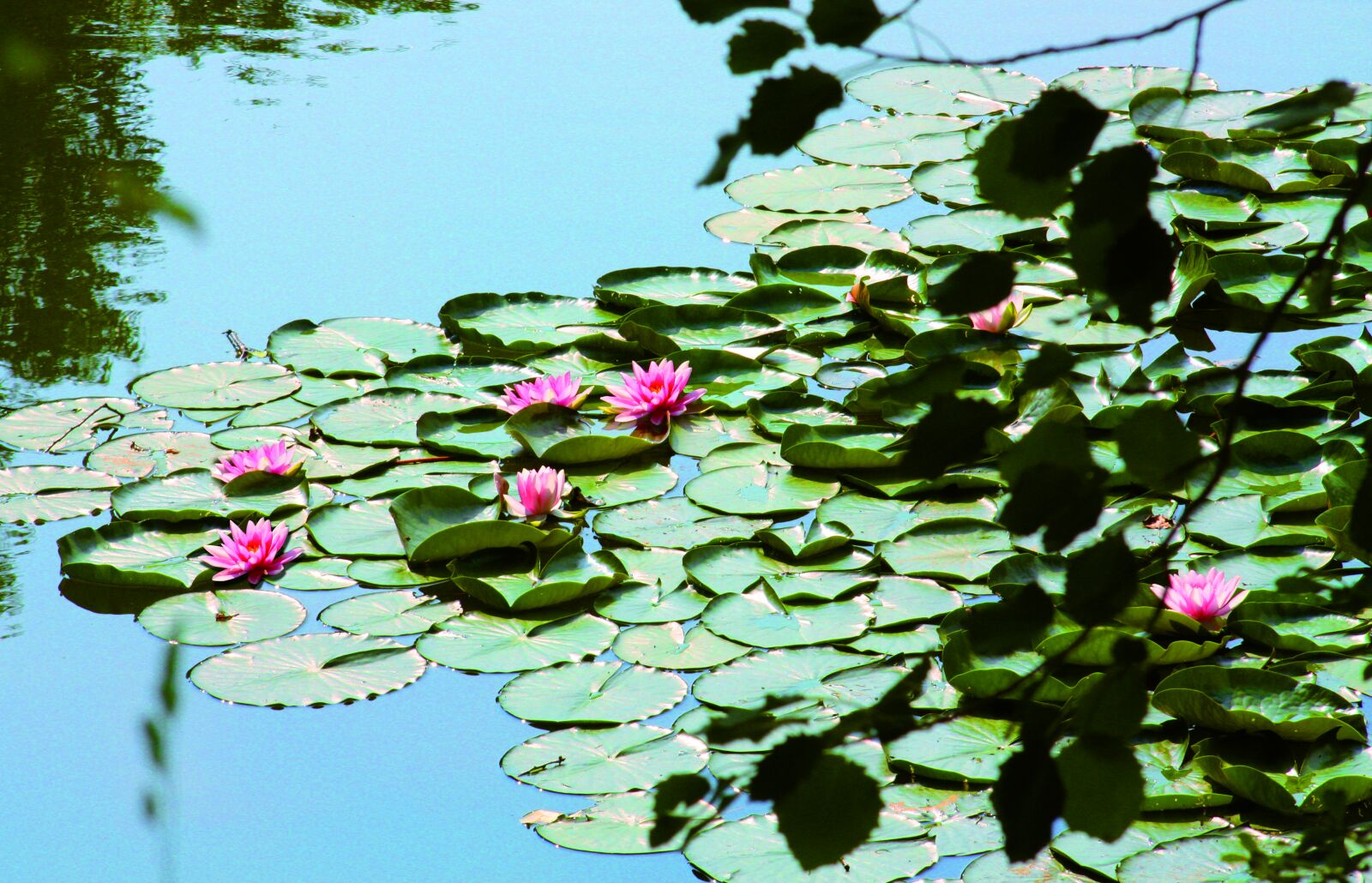 Canon EOS 450D (EOS Rebel XSi / EOS Kiss X2) sample photo. Water lilies, pond, lake photography