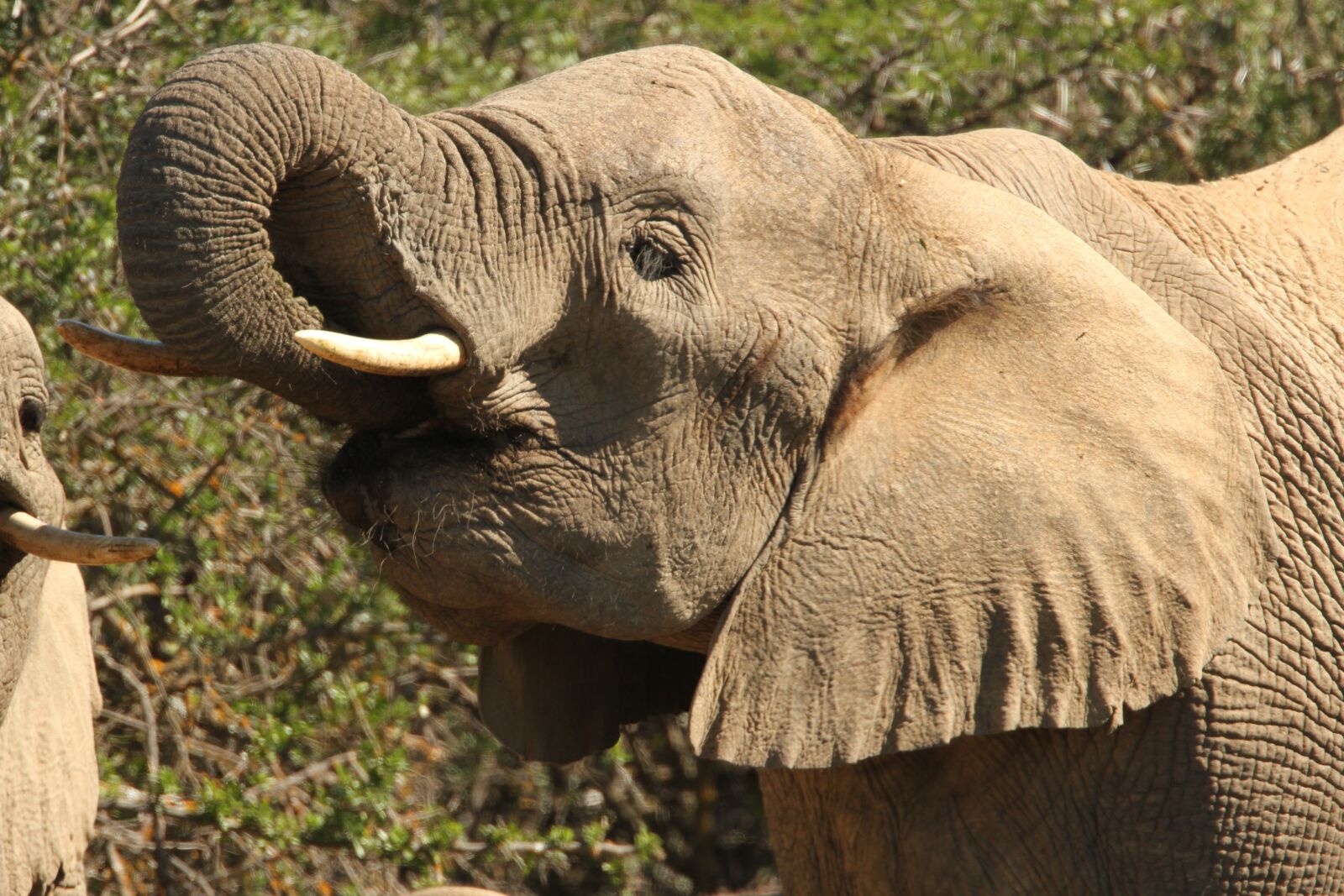 Canon EF 500mm F4L IS USM sample photo. Wild, elephant, calf photography