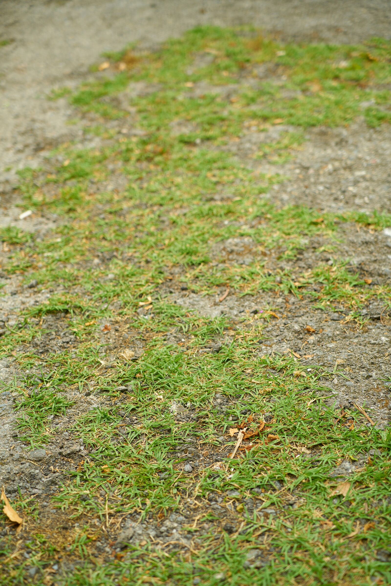 Sony a7R II + Sony Vario Tessar T* FE 24-70mm F4 ZA OSS sample photo. Grass, leaves, nature photography