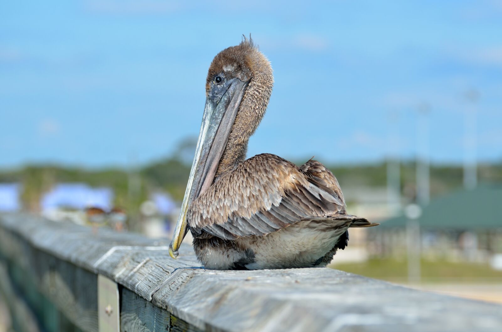 Nikon D7000 sample photo. Pelican, bird, resting photography