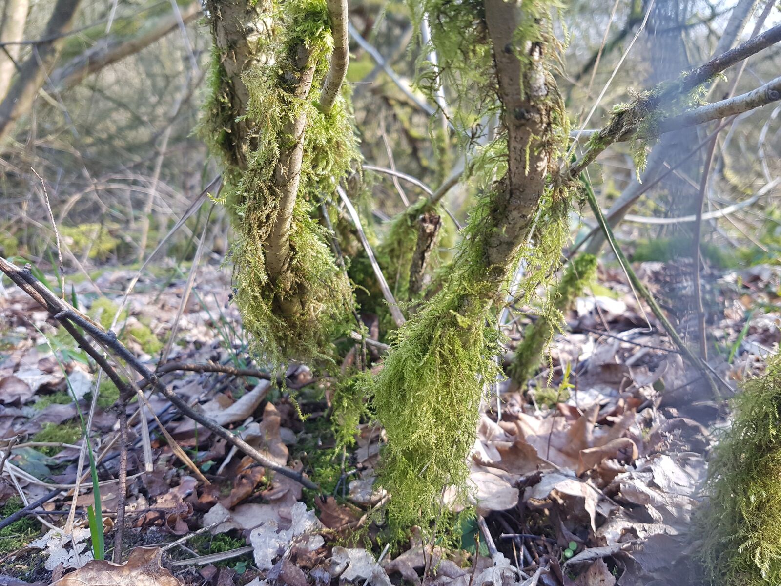 Samsung Galaxy S7 Edge sample photo. Branch, moss, nature photography