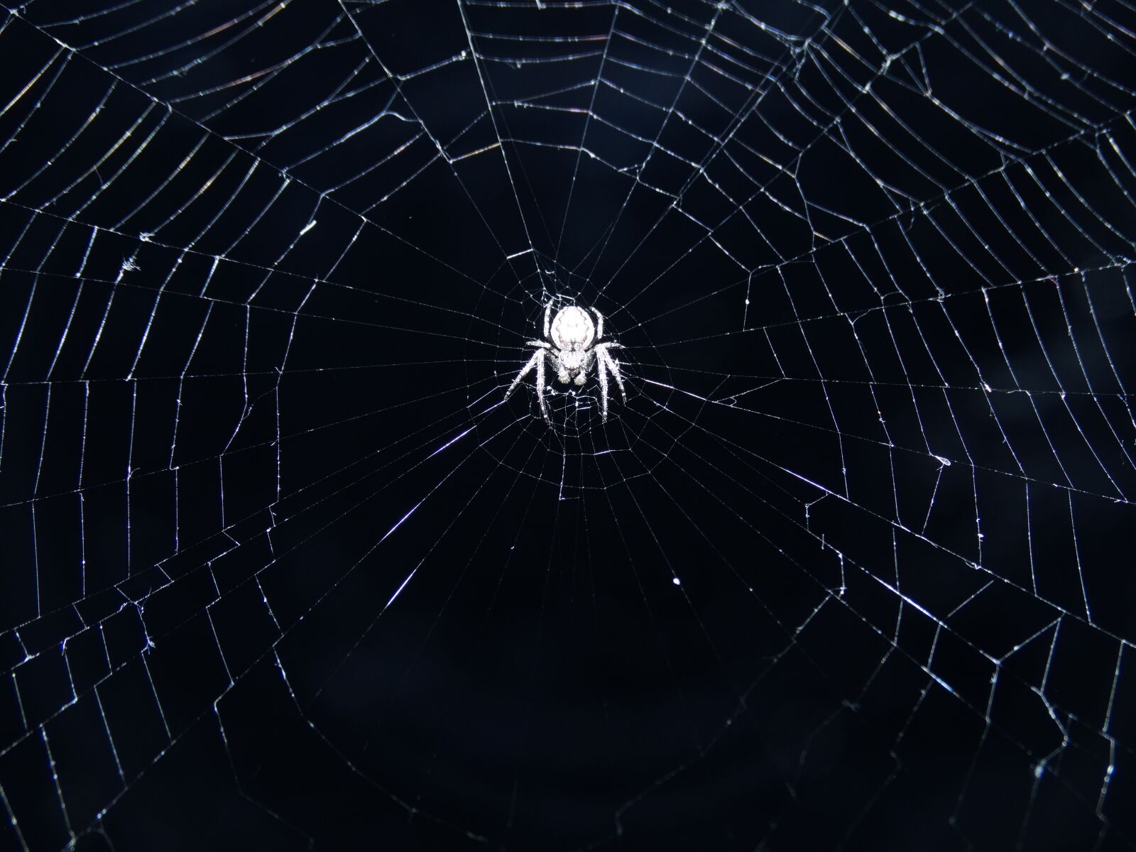 Sony Cyber-shot DSC-HX300 sample photo. Spider, spiderweb, web photography