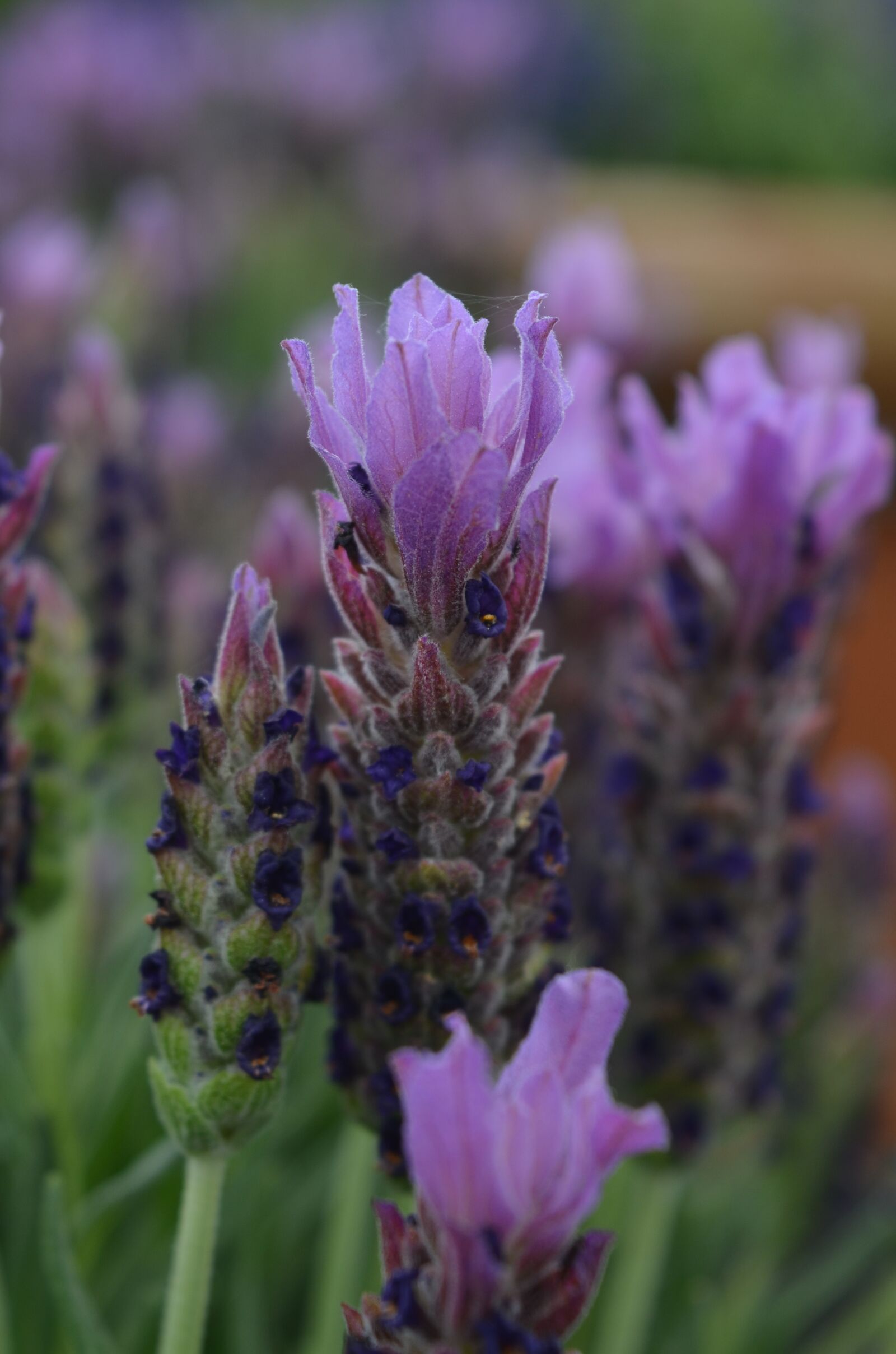Nikon D7000 sample photo. Plant, flower, floral photography