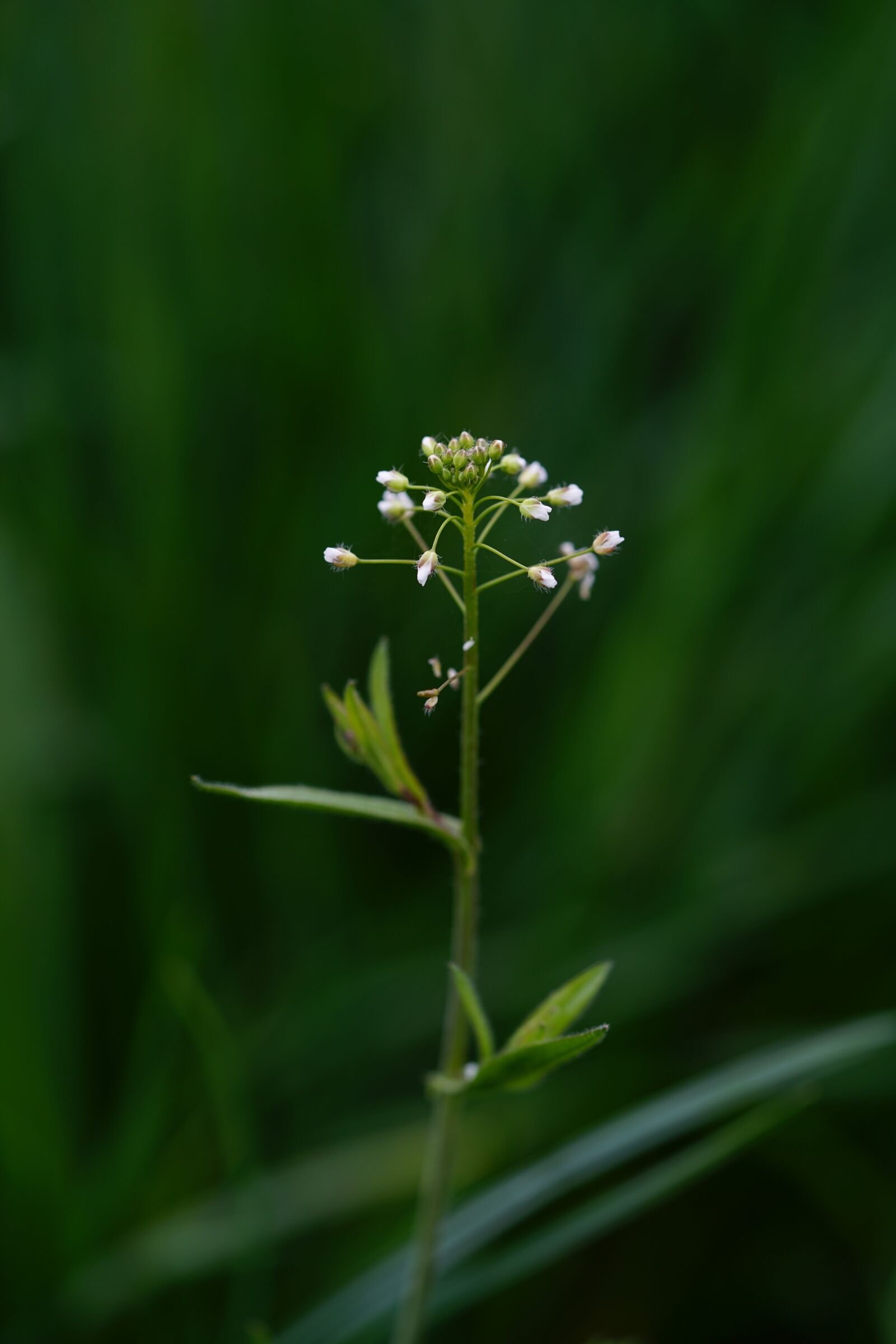Sony a7R II + Sony FE 90mm F2.8 Macro G OSS sample photo. Shepherd's purse, flower, blossom photography