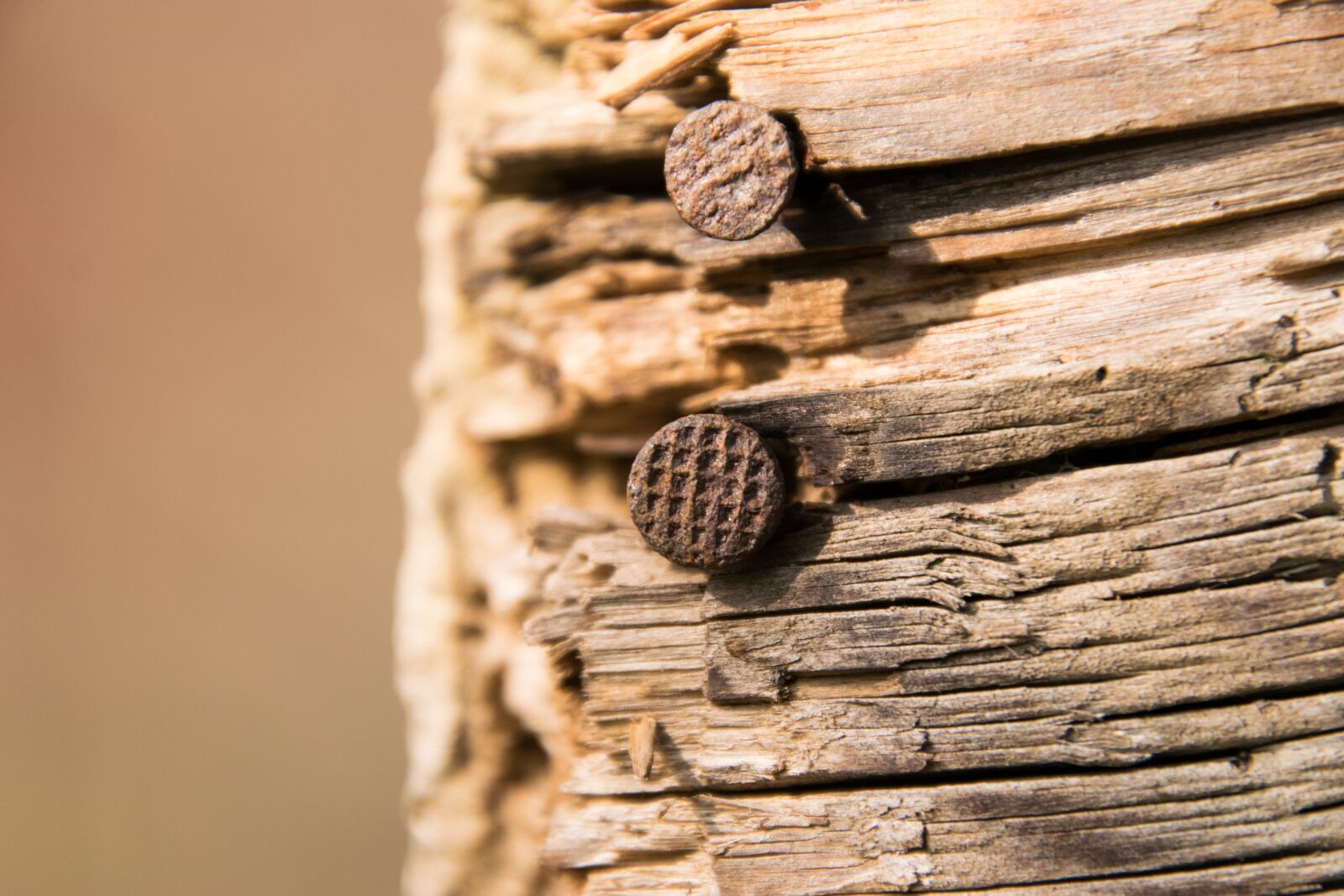 Nikon D3300 sample photo. Wood, woods, background photography