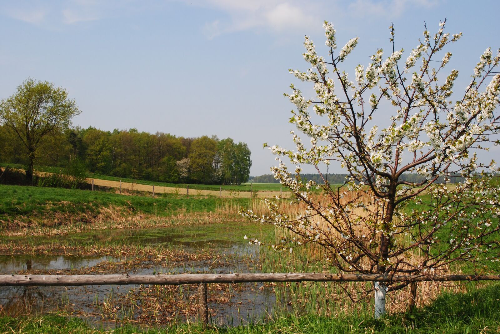 Nikon D3000 sample photo. Spring, nature, flowering tree photography