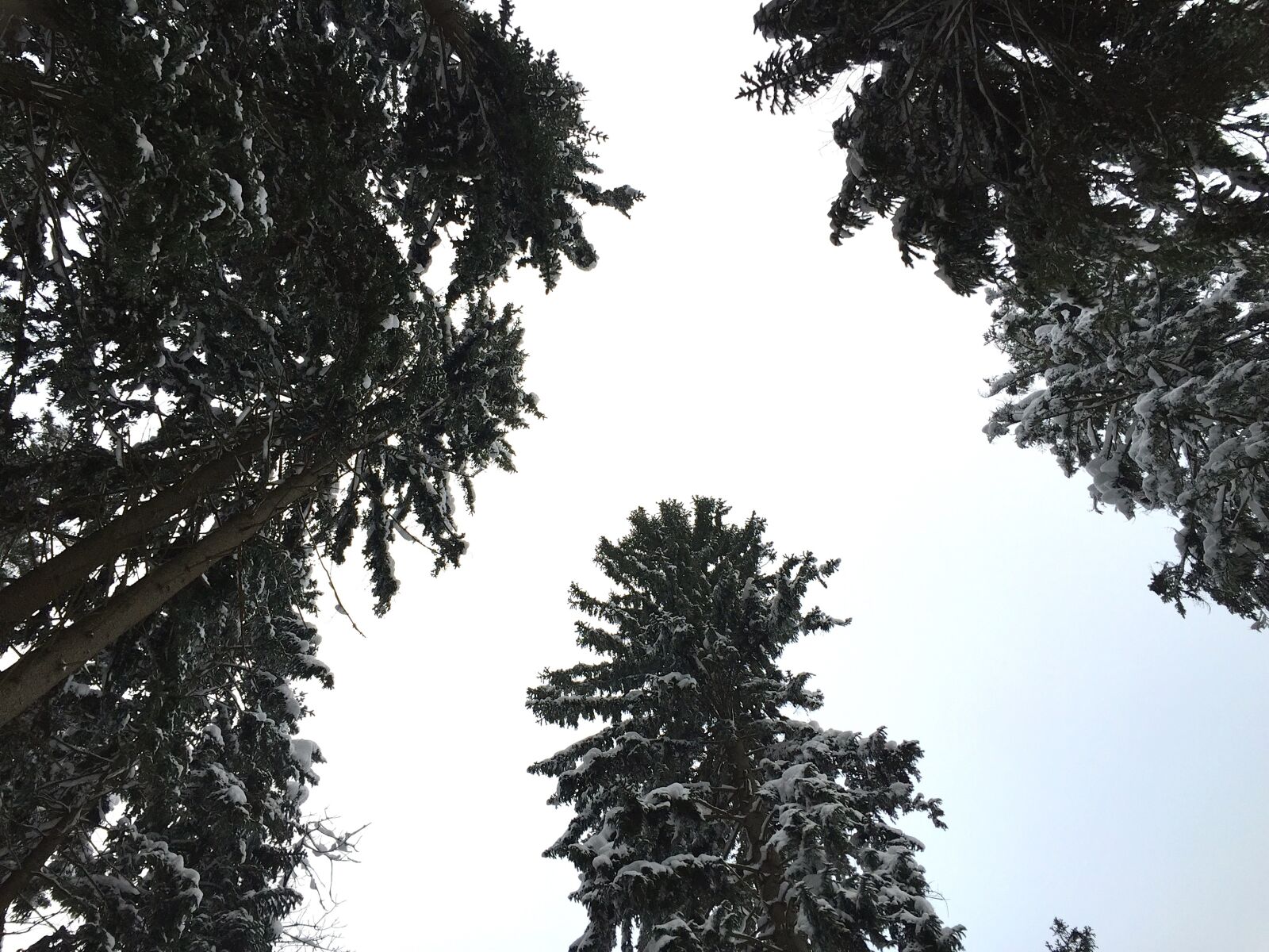 Apple iPhone 6 sample photo. Winter, snow, wintry photography