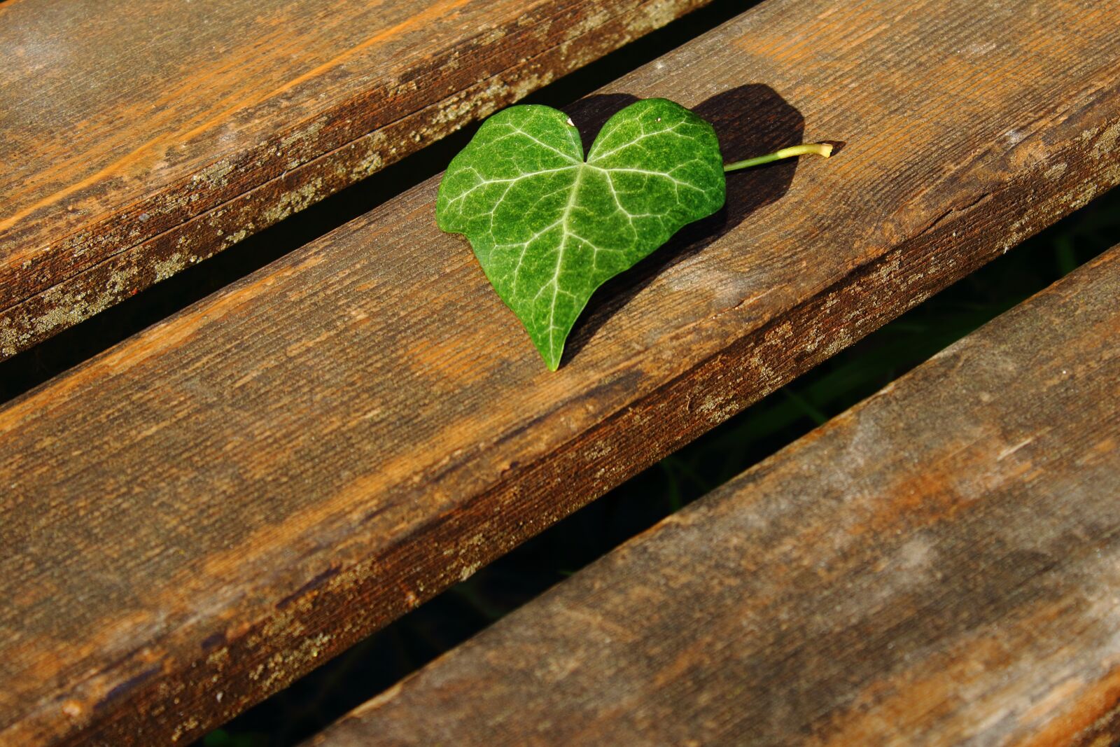 Canon EOS 1300D (EOS Rebel T6 / EOS Kiss X80) sample photo. Wood, of wood, wallpaper photography