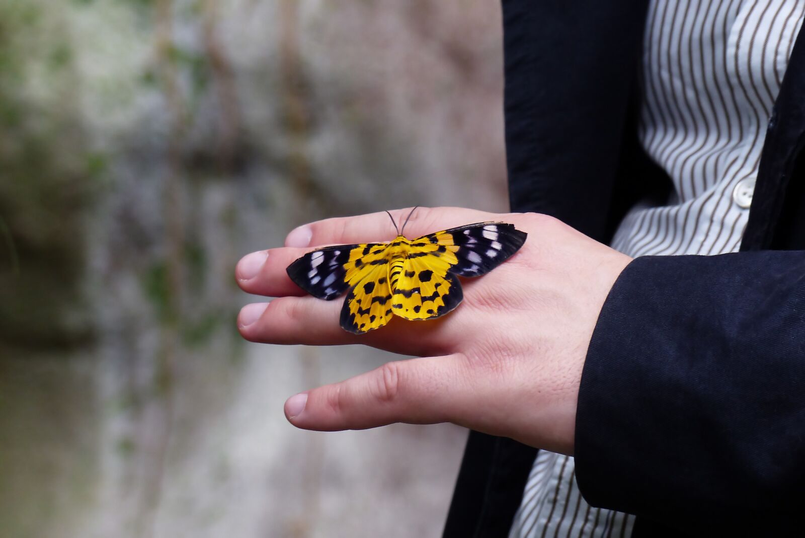 Panasonic Lumix DMC-FZ200 sample photo. Butterfly, hand, summer photography