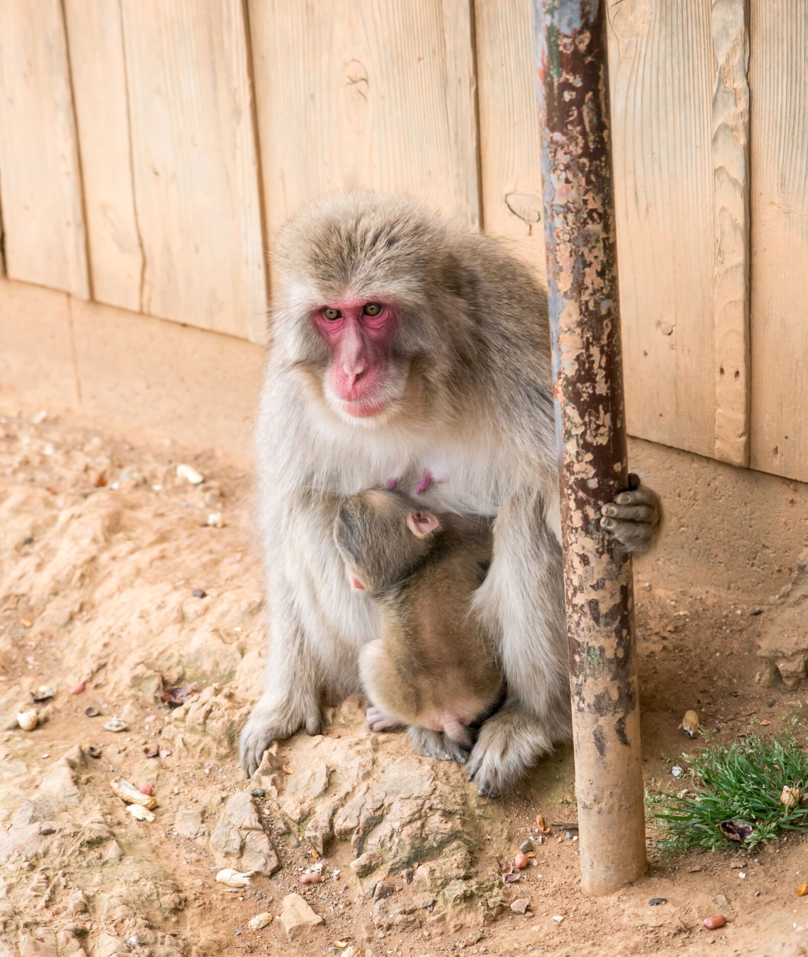 Sony a7R II + Sony FE 24-240mm F3.5-6.3 OSS sample photo. Monkey, mother, baby photography