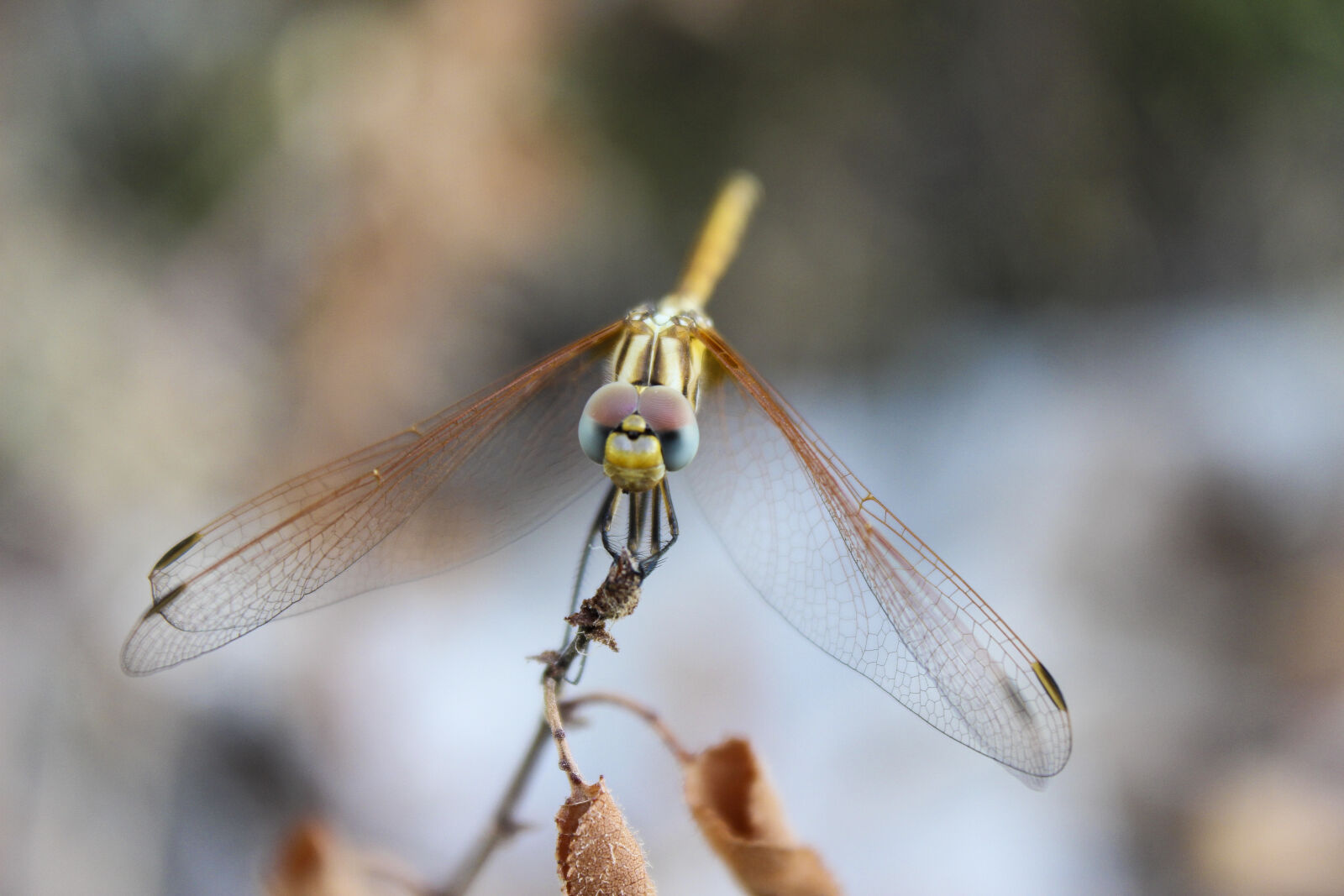 Canon EF-S 18-55mm F3.5-5.6 III sample photo. Insect, dragonfly photography