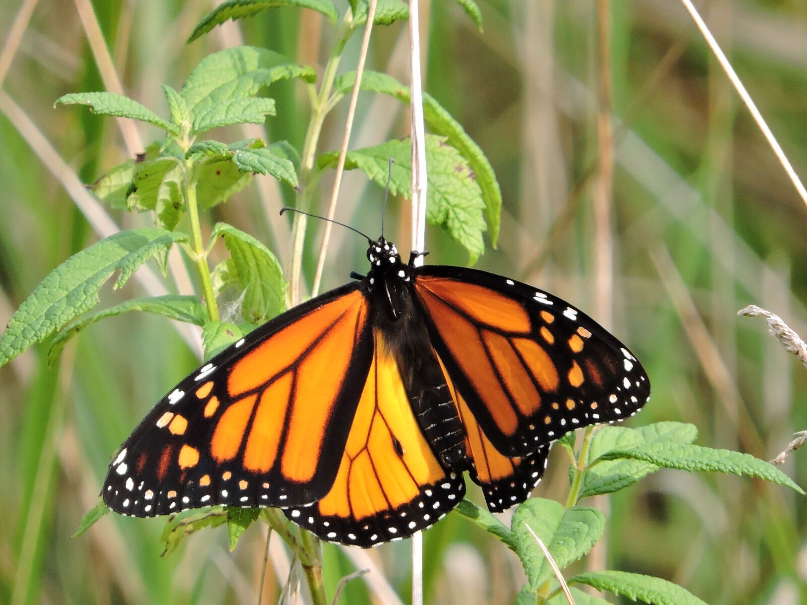 Nikon Coolpix P600 sample photo. Monarch butterfly, insect, crass photography