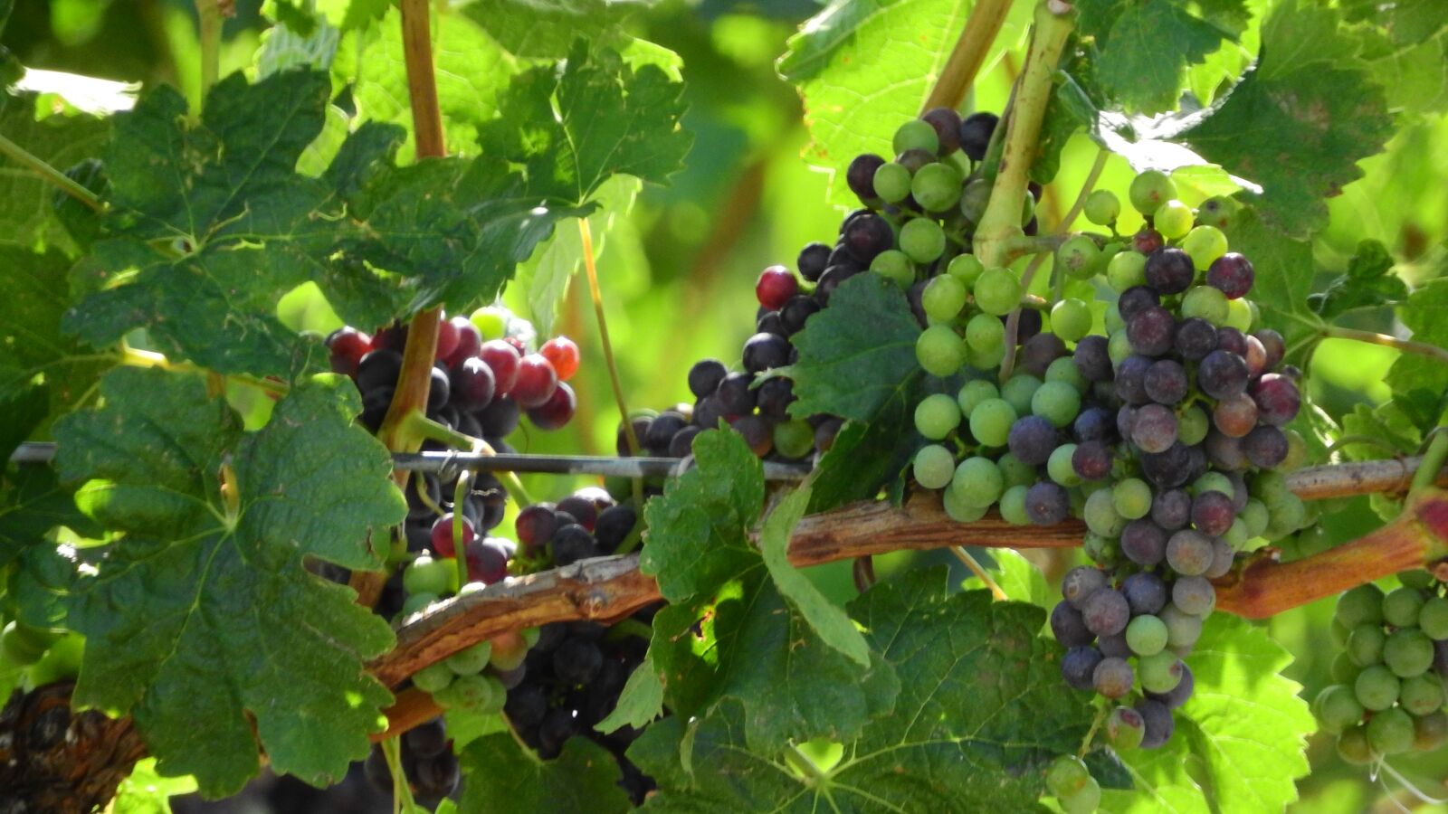 Nikon Coolpix P610 sample photo. Grapevine, viticulture, wine photography
