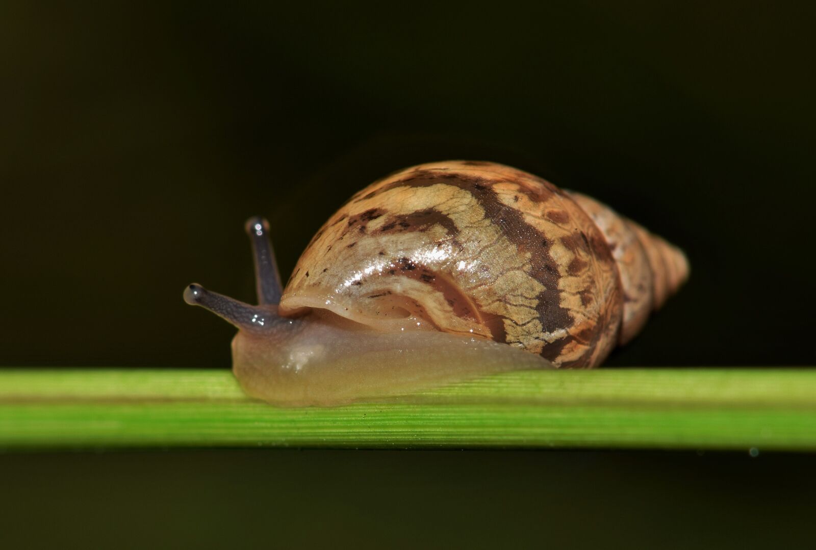 Nikon D5300 sample photo. Shell, snail, mollusk photography