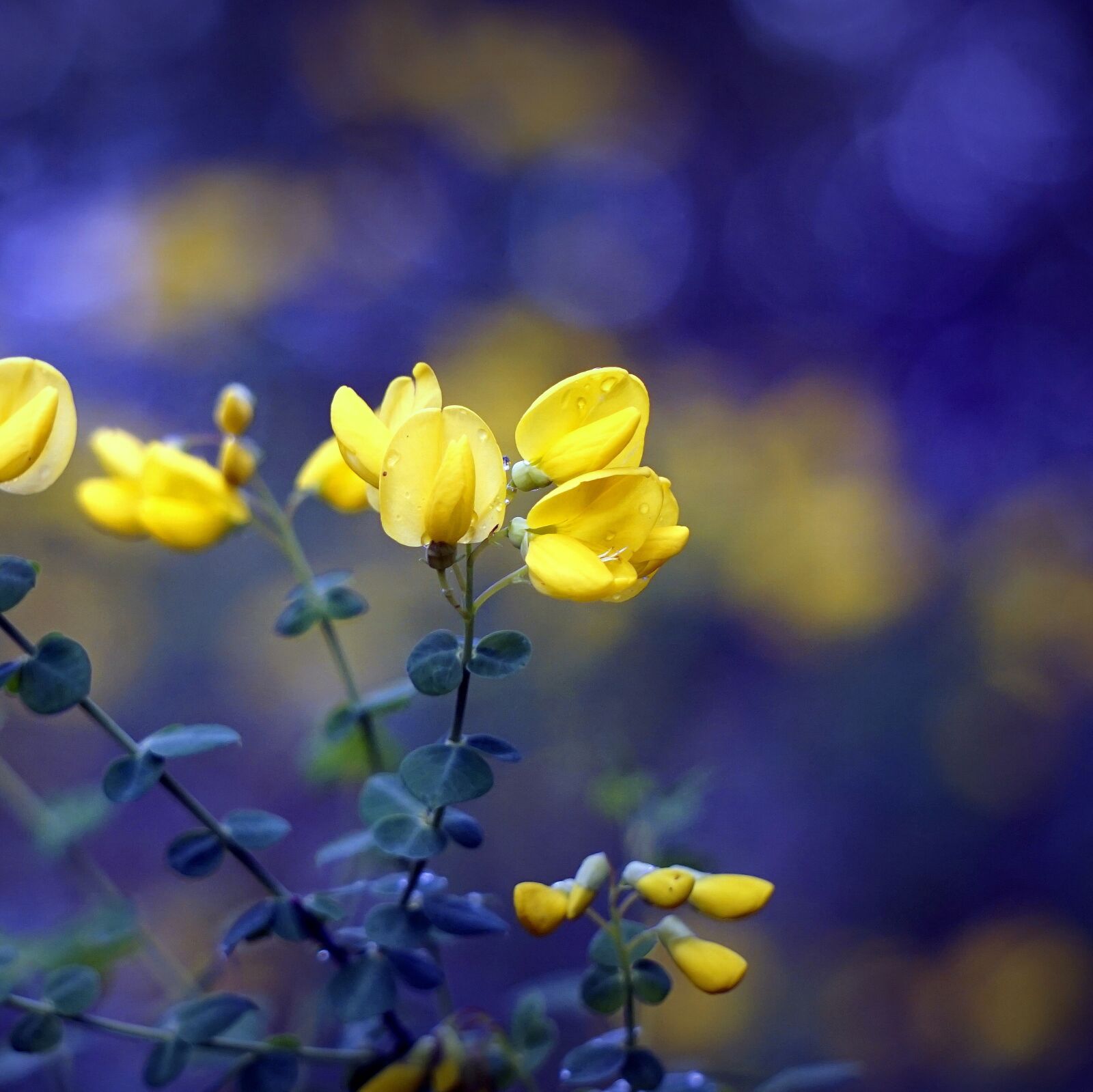 Sony E 55-210mm F4.5-6.3 OSS sample photo. Flowers, yellow, nature photography