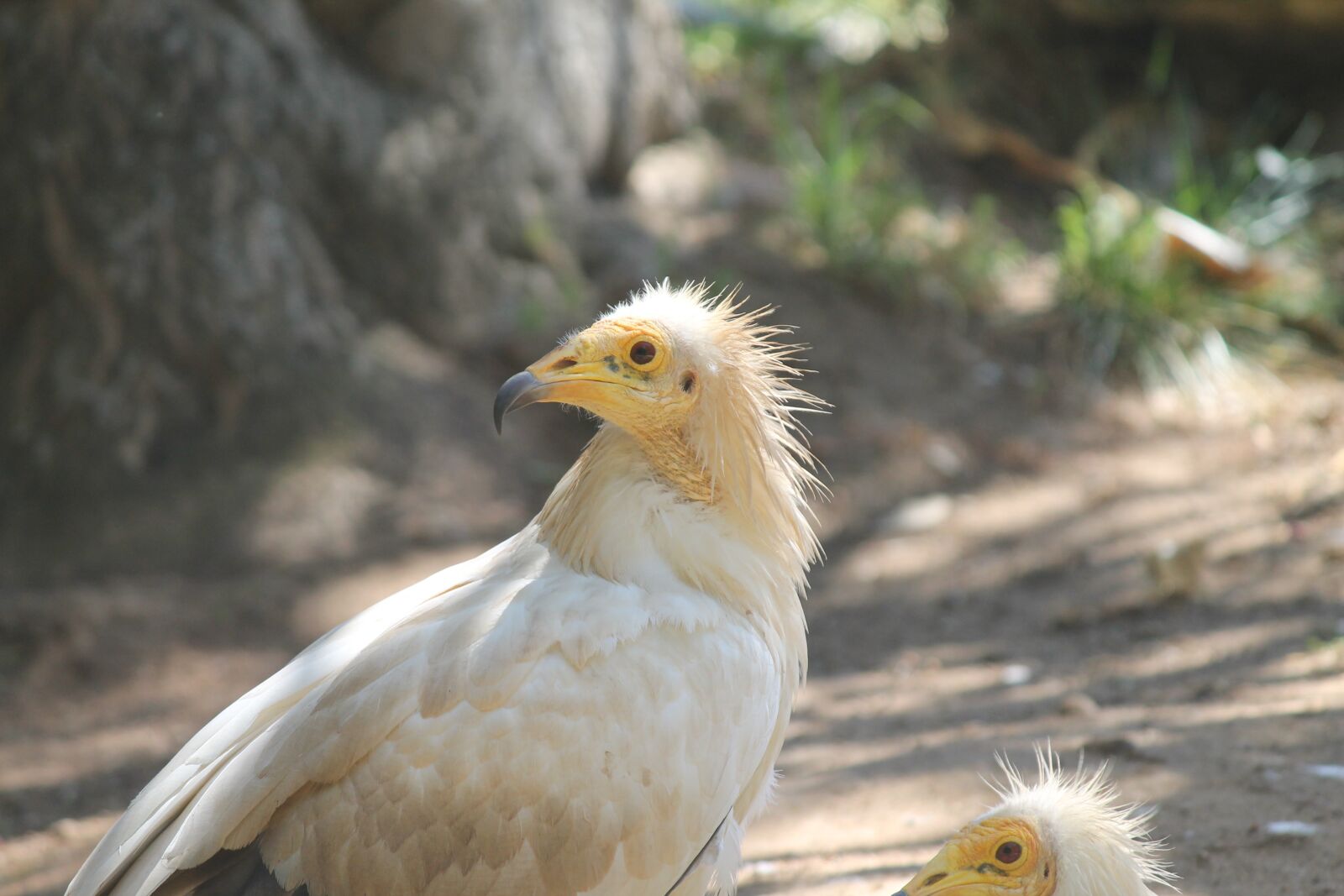 Canon EOS 1100D (EOS Rebel T3 / EOS Kiss X50) sample photo. Birds, vulture, wildlife photography