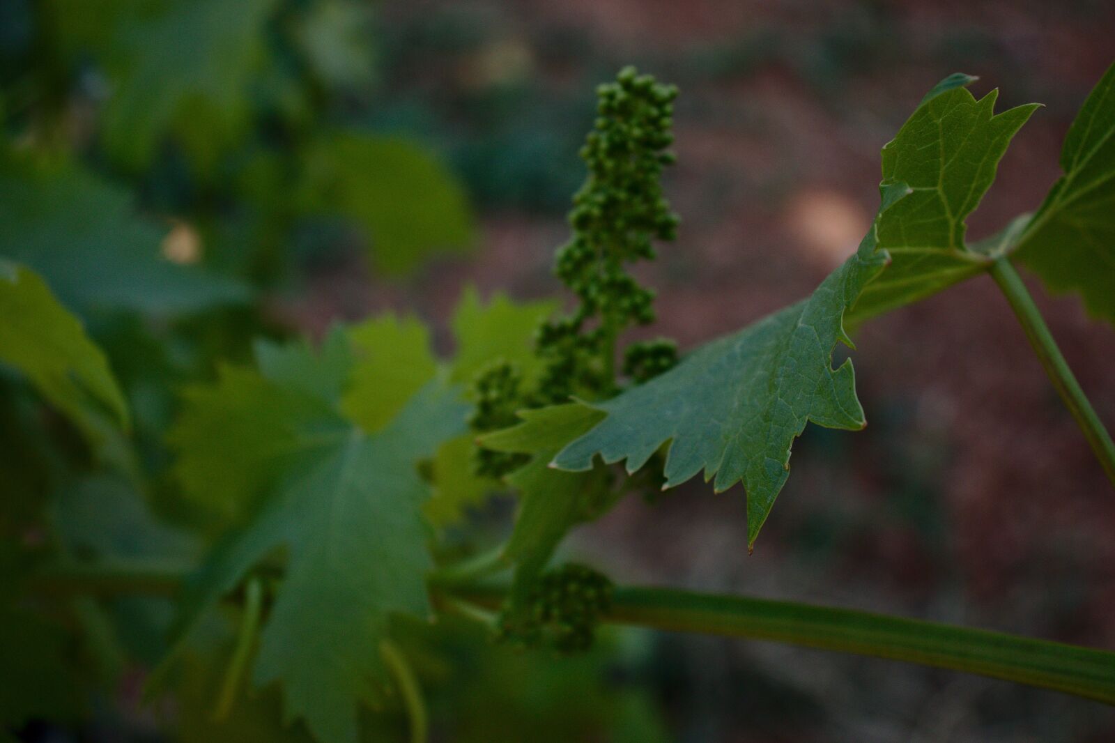 Canon EOS 800D (EOS Rebel T7i / EOS Kiss X9i) sample photo. Grapes, leaves, wine photography