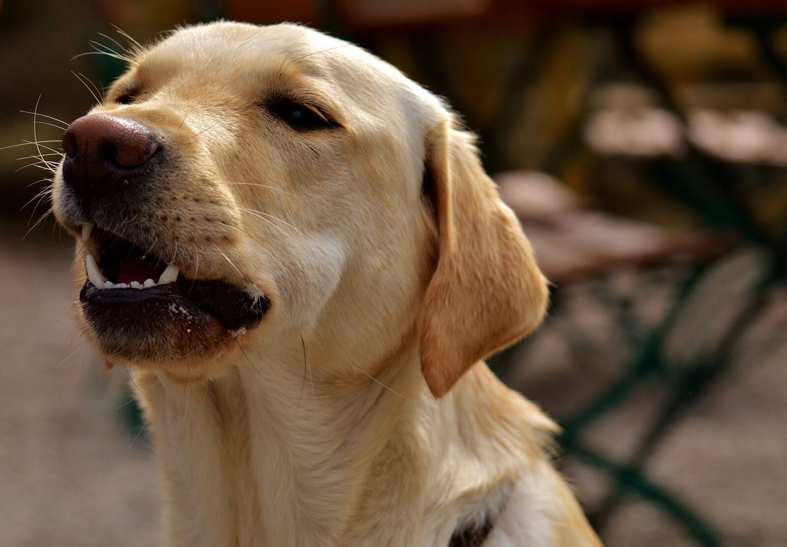 Nikon D3200 sample photo. Labrador, dog, pet photography