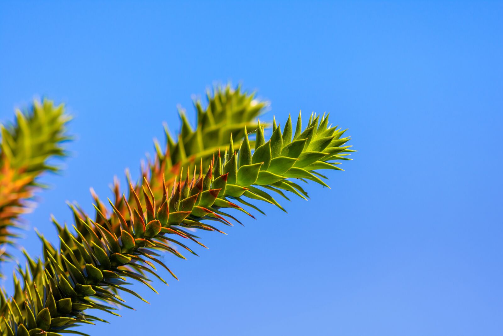 Nikon D7200 sample photo. Araucaria, chilean schmucktanne, snake photography