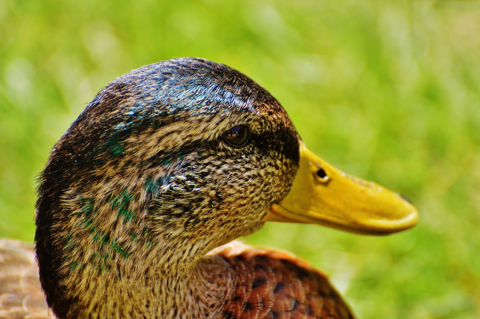 Nikon D3200 sample photo. Duck, water bird, poultry photography