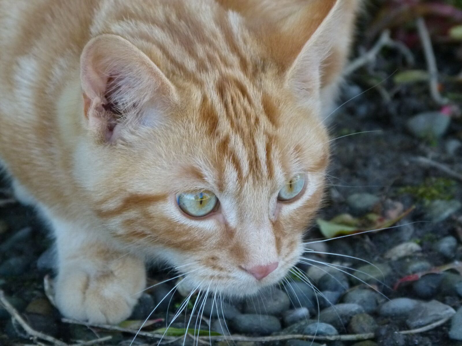 Panasonic Lumix DMC-FZ100 sample photo. Cat, red, red cat photography