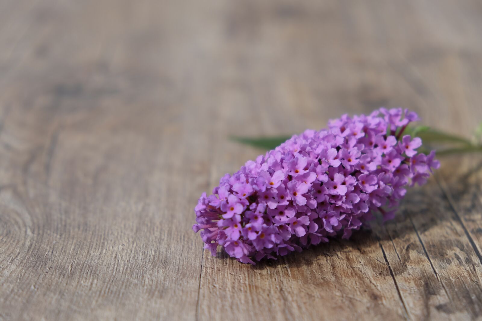 Fujifilm XF 18-55mm F2.8-4 R LM OIS sample photo. Summer lilac, butterfly bush photography