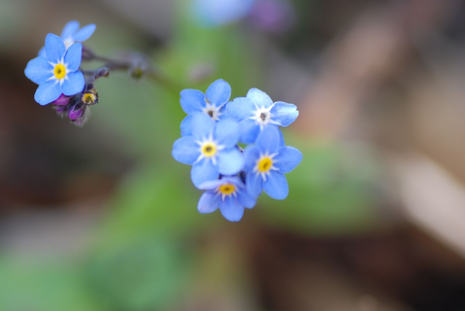 Nikon D80 sample photo. Forget-me-not, blue, bloom photography