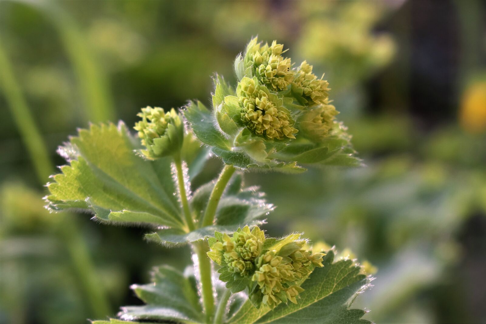 Nikon D5500 sample photo. Frauenmantel, medicinal herb, nature photography