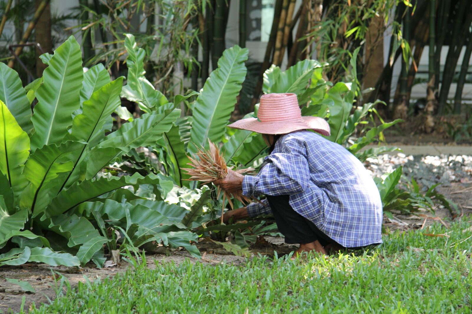 Canon EF-S 17-85mm F4-5.6 IS USM sample photo. Hard working, gardener, gardening photography