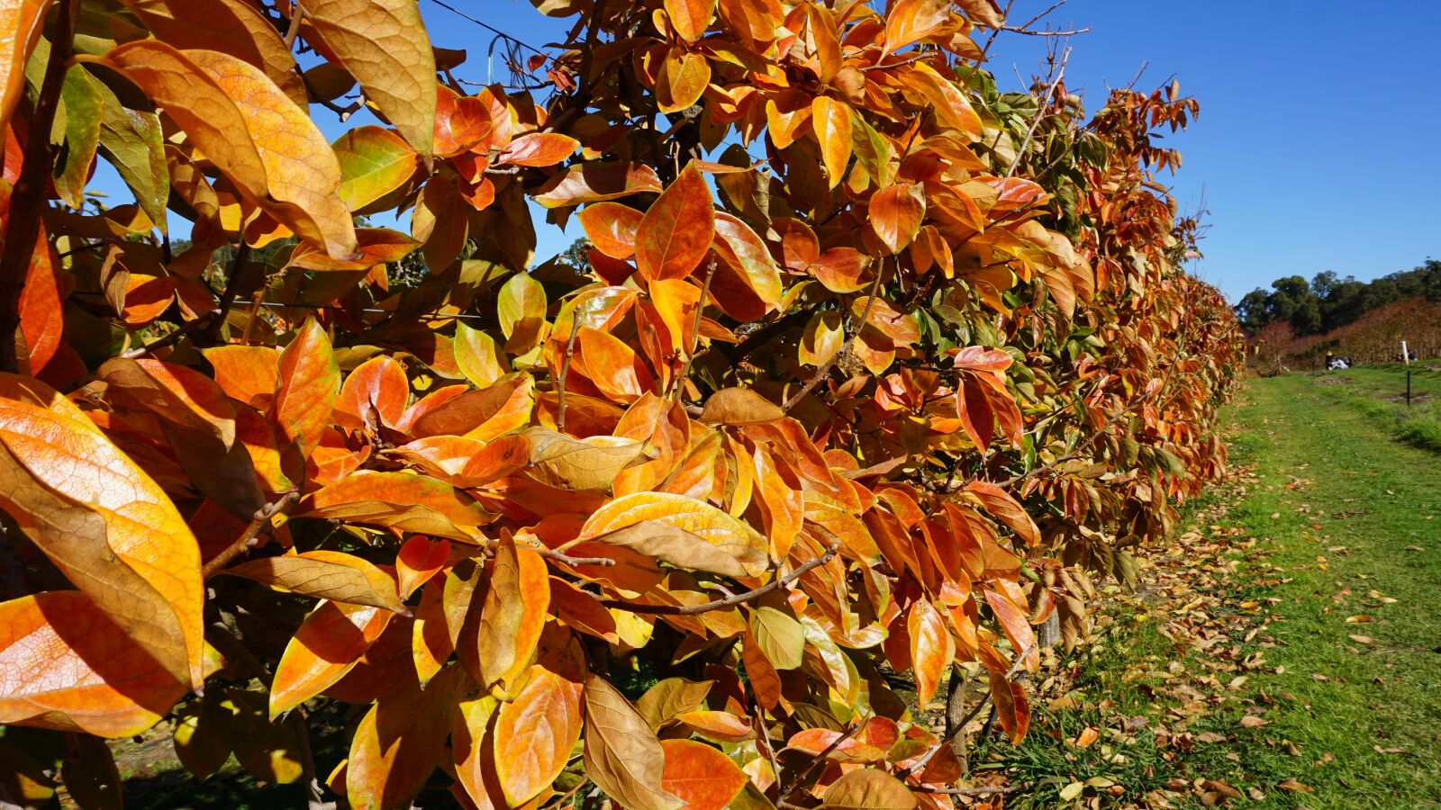 Sony E 16-50mm F3.5-5.6 PZ OSS sample photo. Autumn, leaves, fall photography