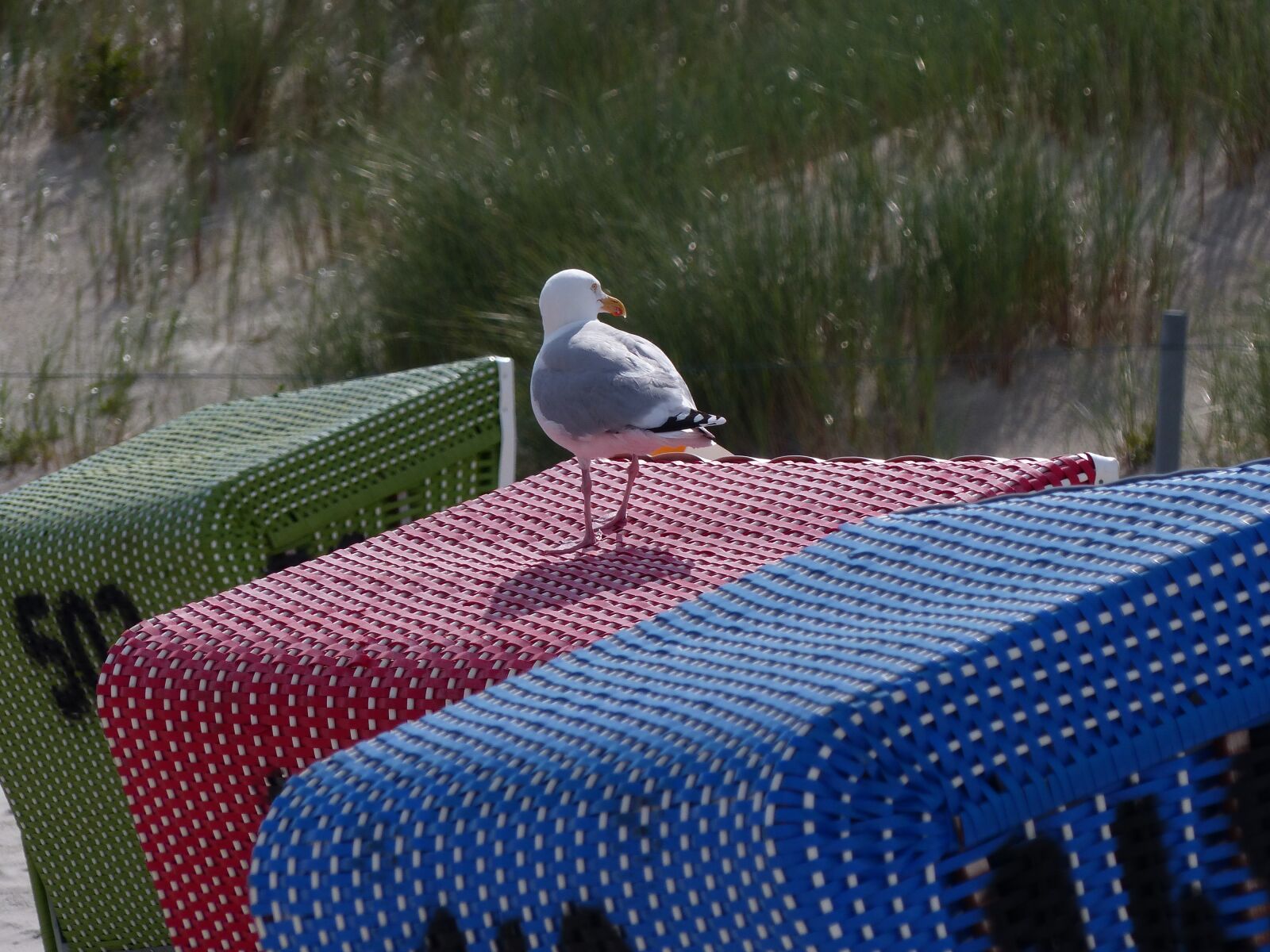 Panasonic Lumix DMC-FZ200 sample photo. Seagull, clubs, blue photography