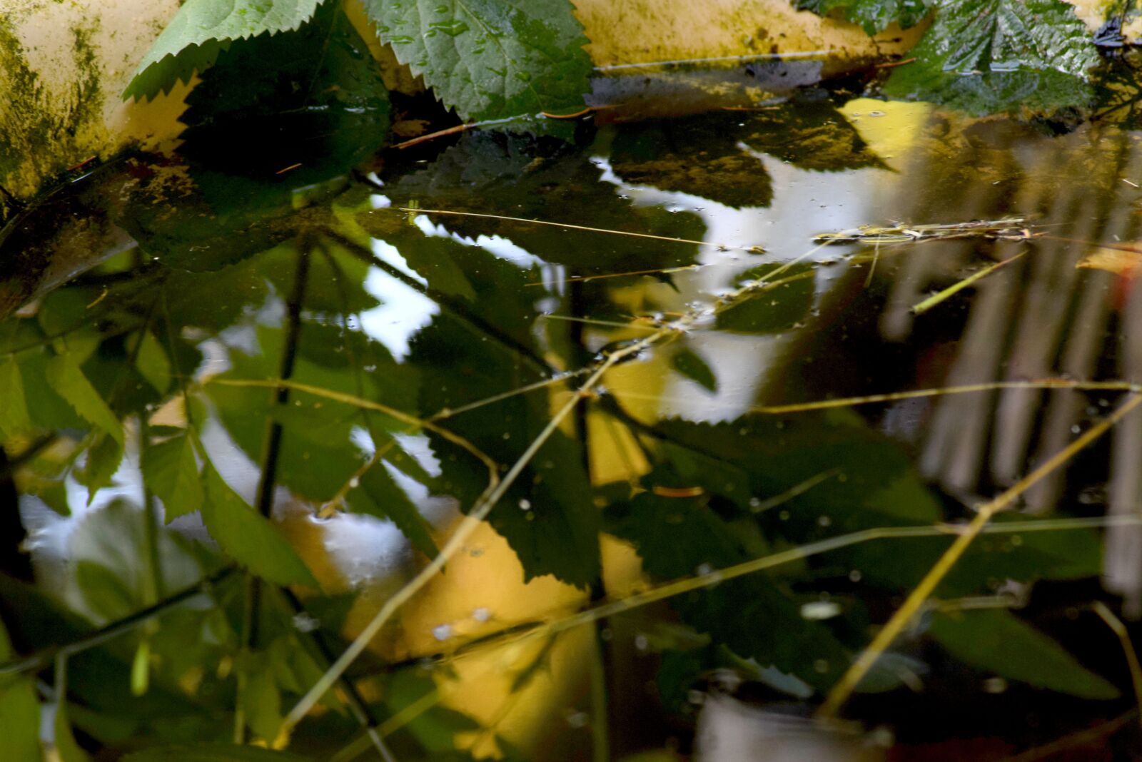 Nikon D3300 sample photo. Nature, water, reflect photography