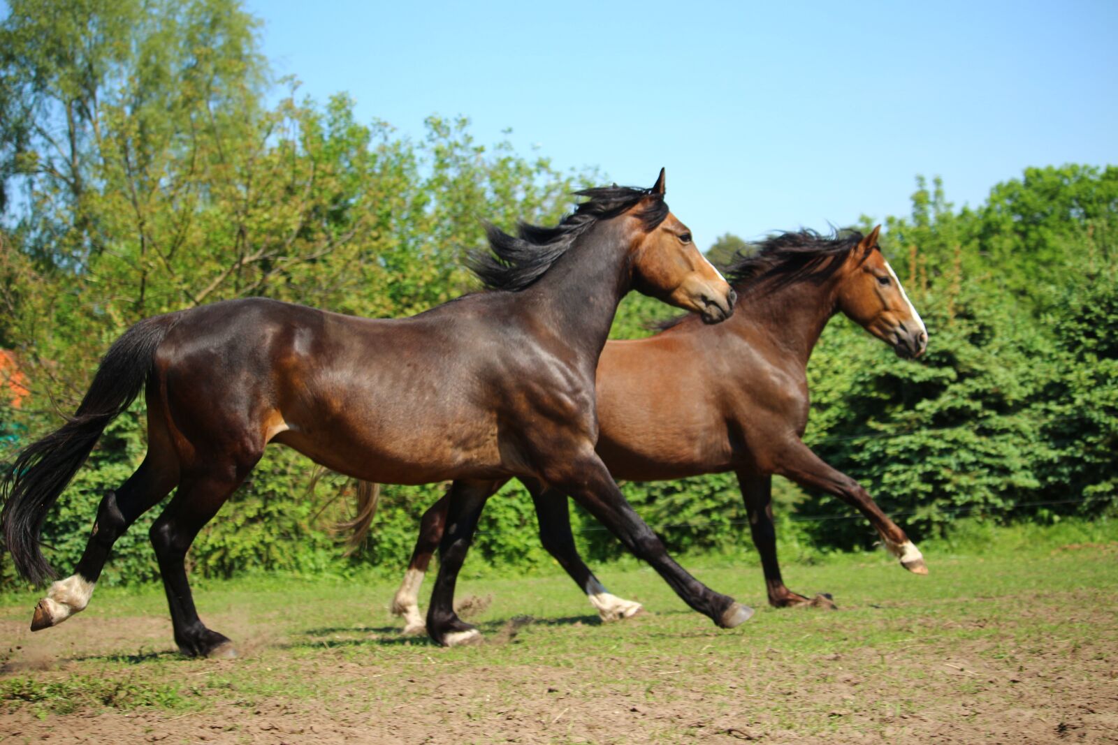Canon EOS 100D (EOS Rebel SL1 / EOS Kiss X7) sample photo. Horse, pony, gallop photography