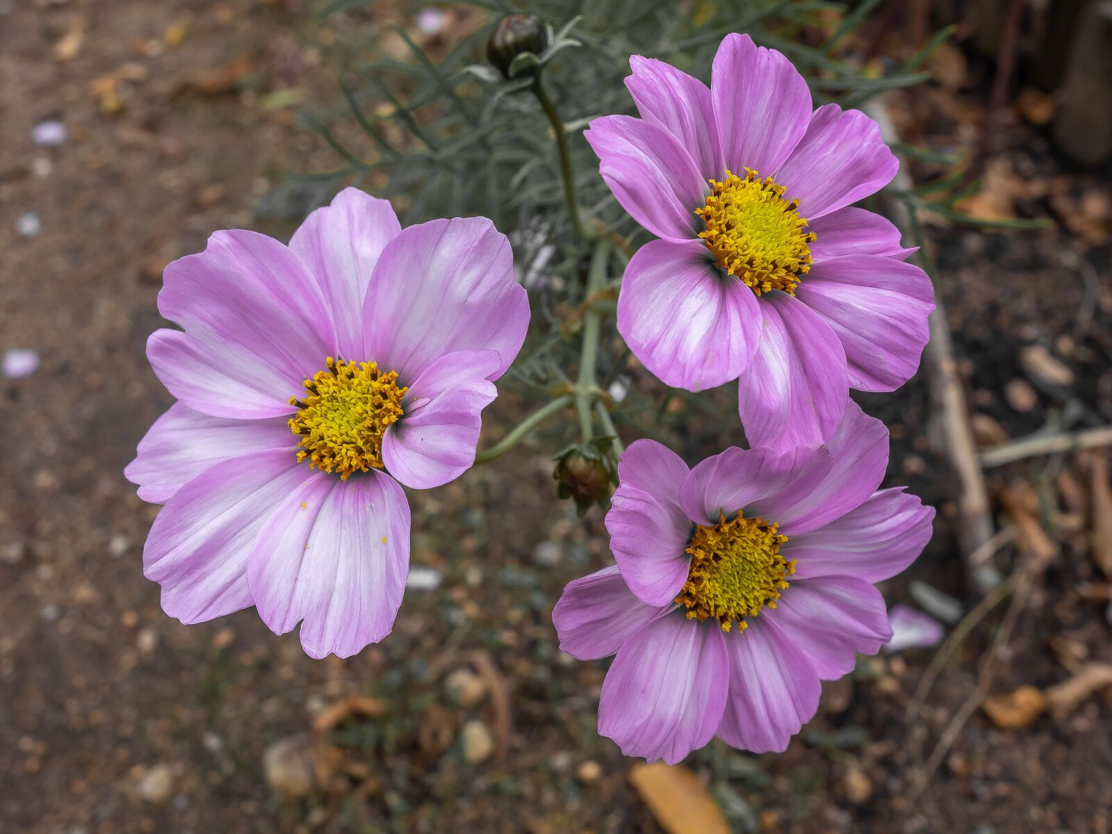 Sony Cyber-shot DSC-RX100 sample photo. Color, exclusive, violet photography