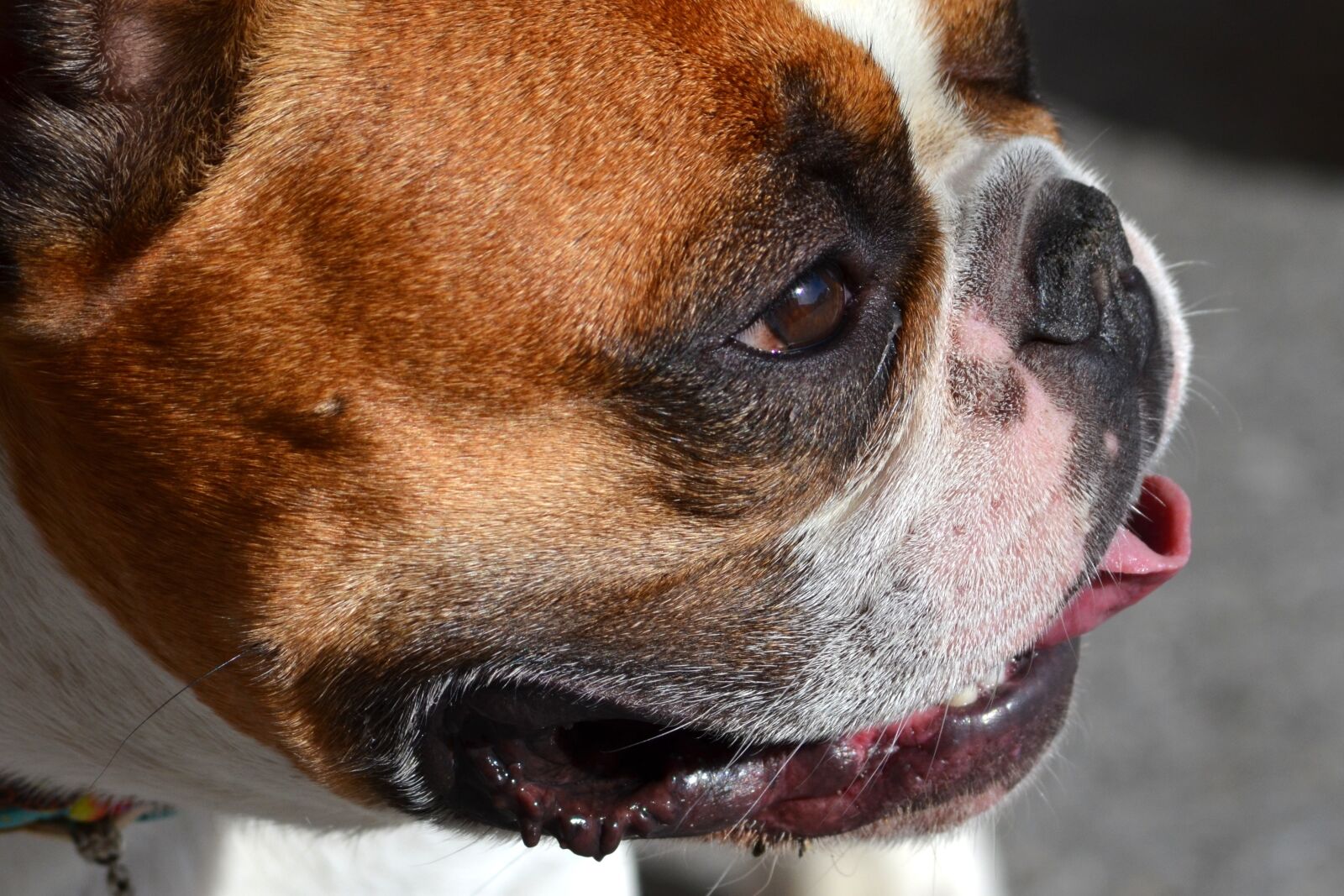 Nikon D5100 sample photo. French bulldog, dog, animal photography