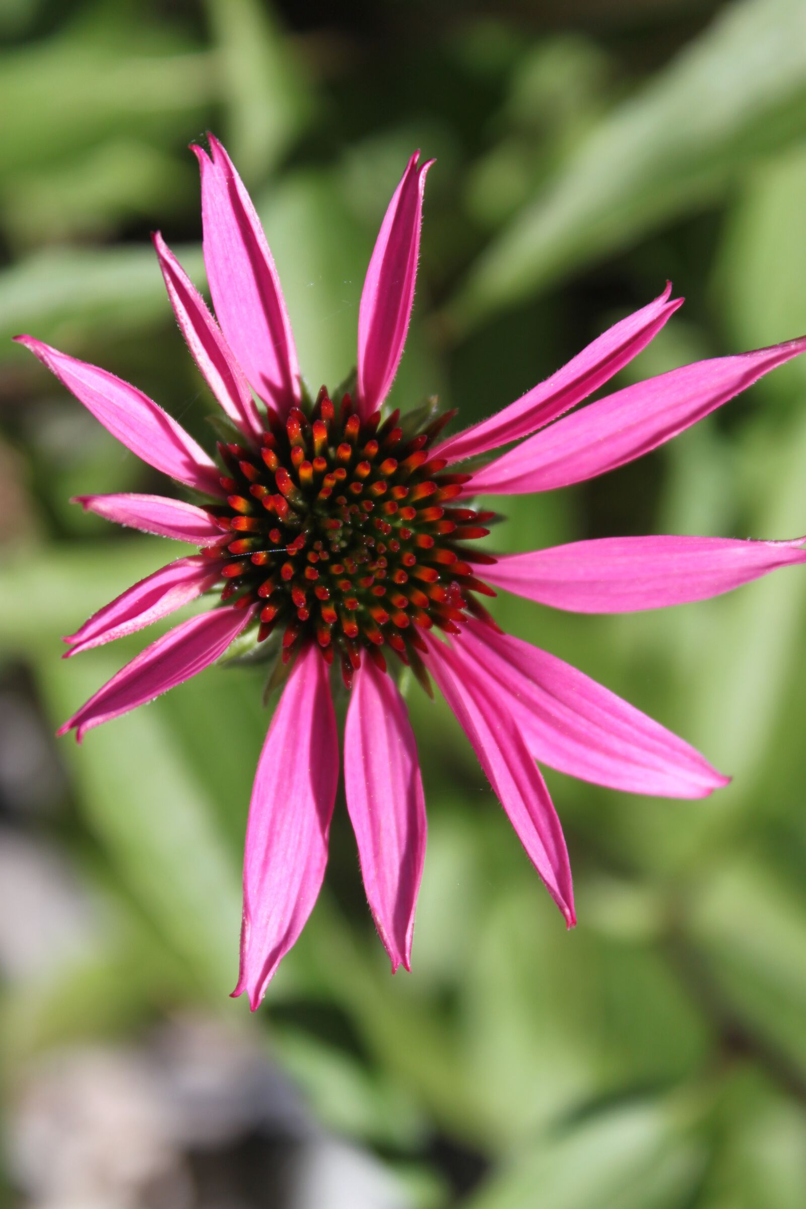 Canon EOS 500D (EOS Rebel T1i / EOS Kiss X3) sample photo. Pink, white, flower photography