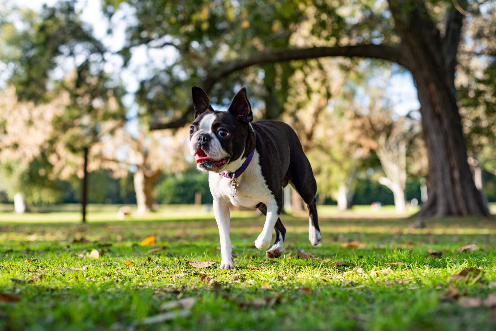 Nikon D750 sample photo. Dog, pet, animal photography
