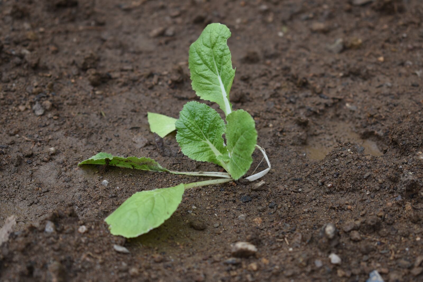 Nikon D750 sample photo. Farming, garden, chinese cabbage photography