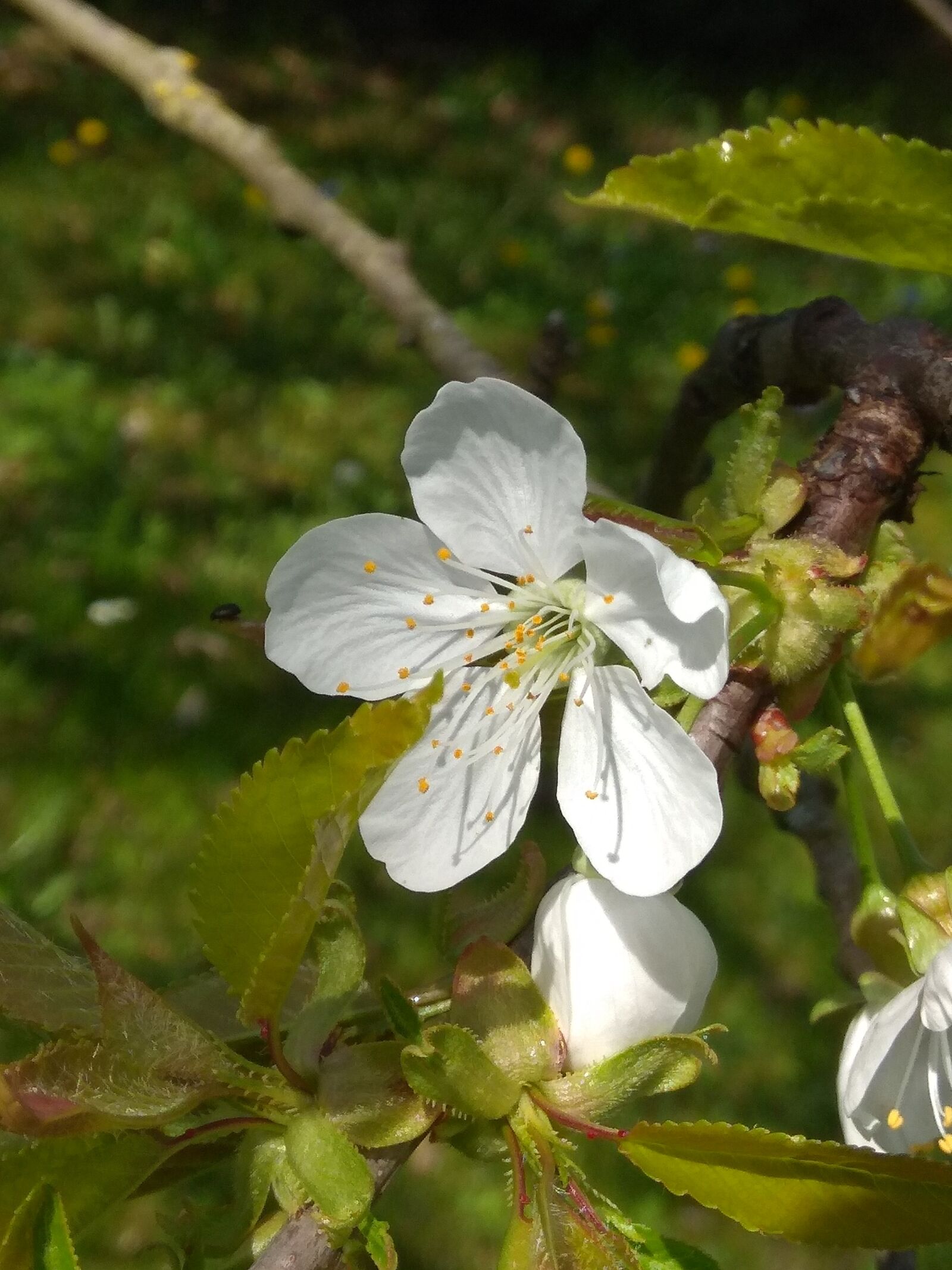 Xiaomi Redmi Note 4 sample photo. Cherry blossom, blossom, bloom photography