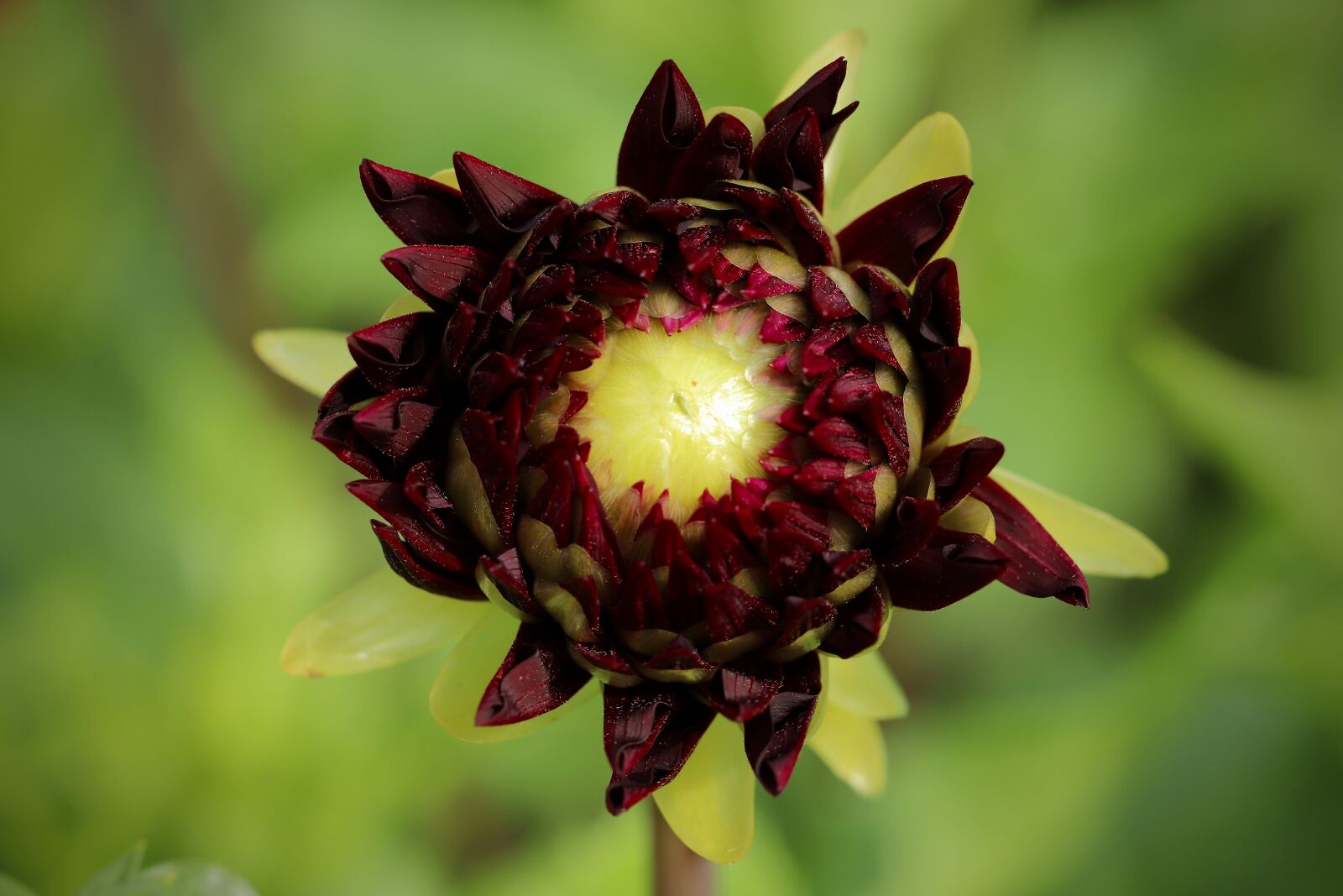 Canon EOS 800D (EOS Rebel T7i / EOS Kiss X9i) sample photo. Bud, dahlia, purple photography