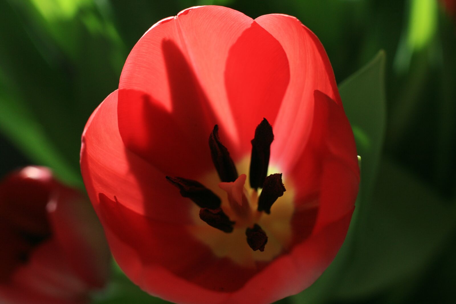 Canon EOS 5D sample photo. Flower, nature, tulip photography